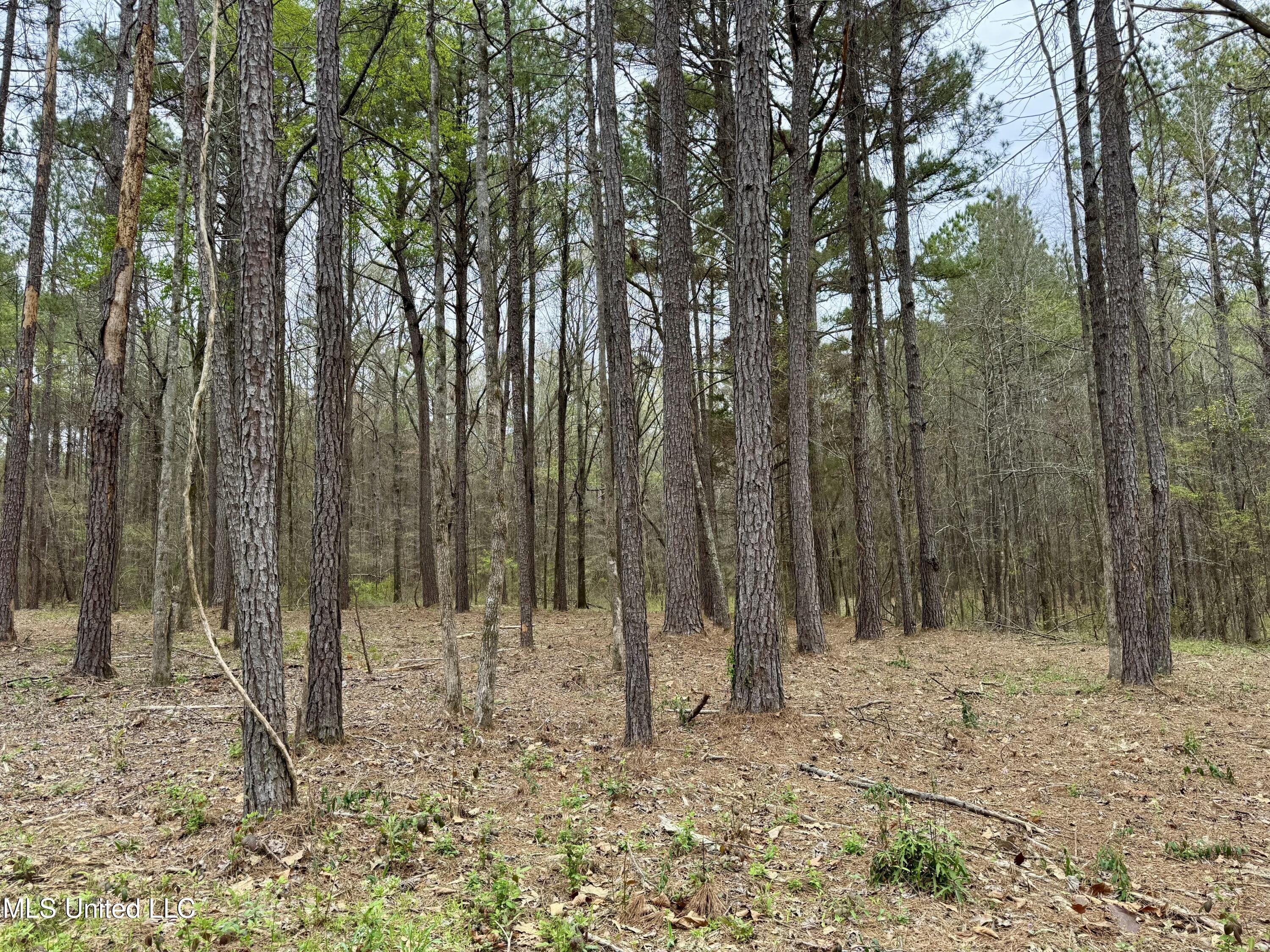 Robinson Rd, Canton, Mississippi image 9