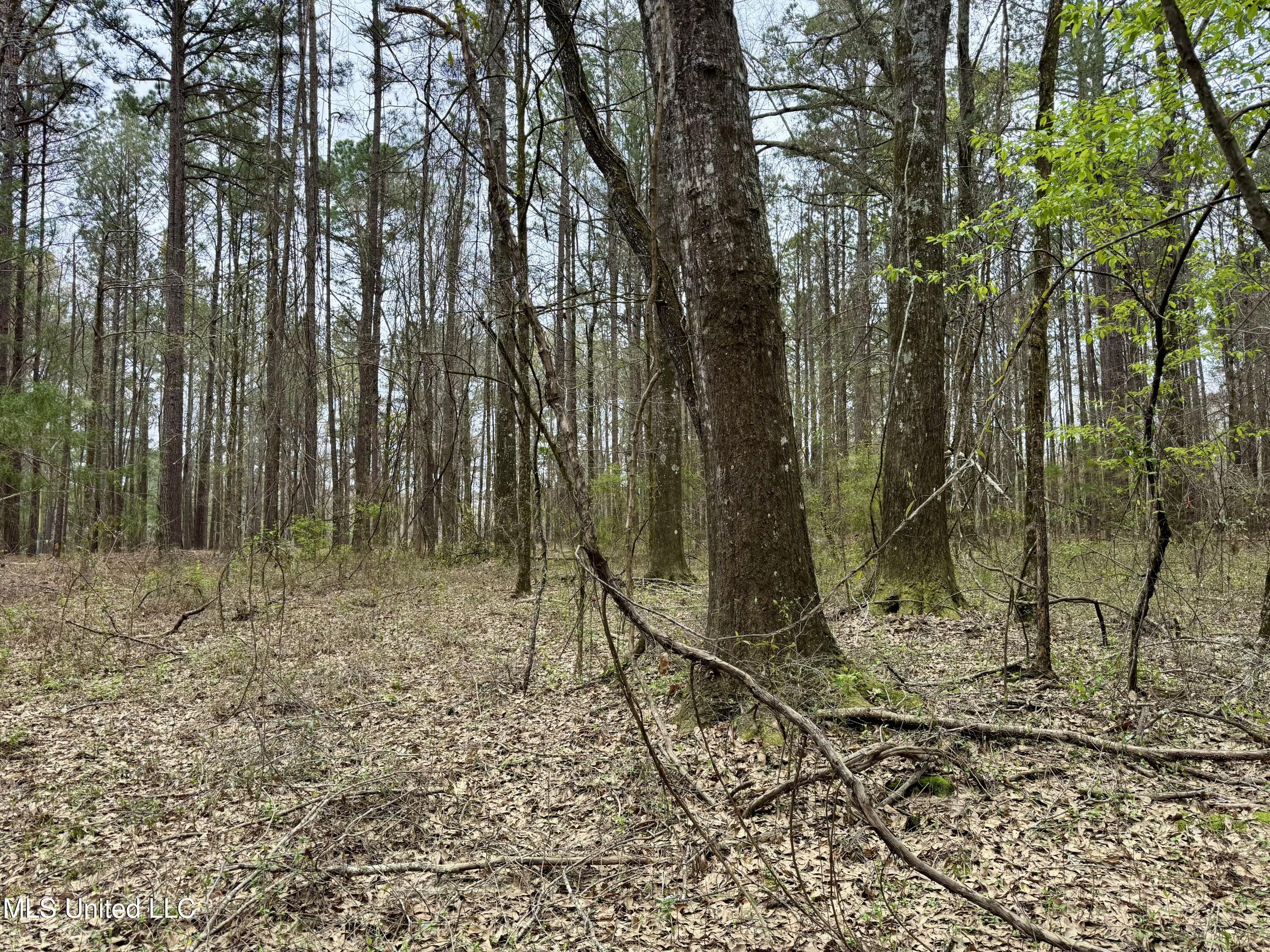 Robinson Rd, Canton, Mississippi image 4