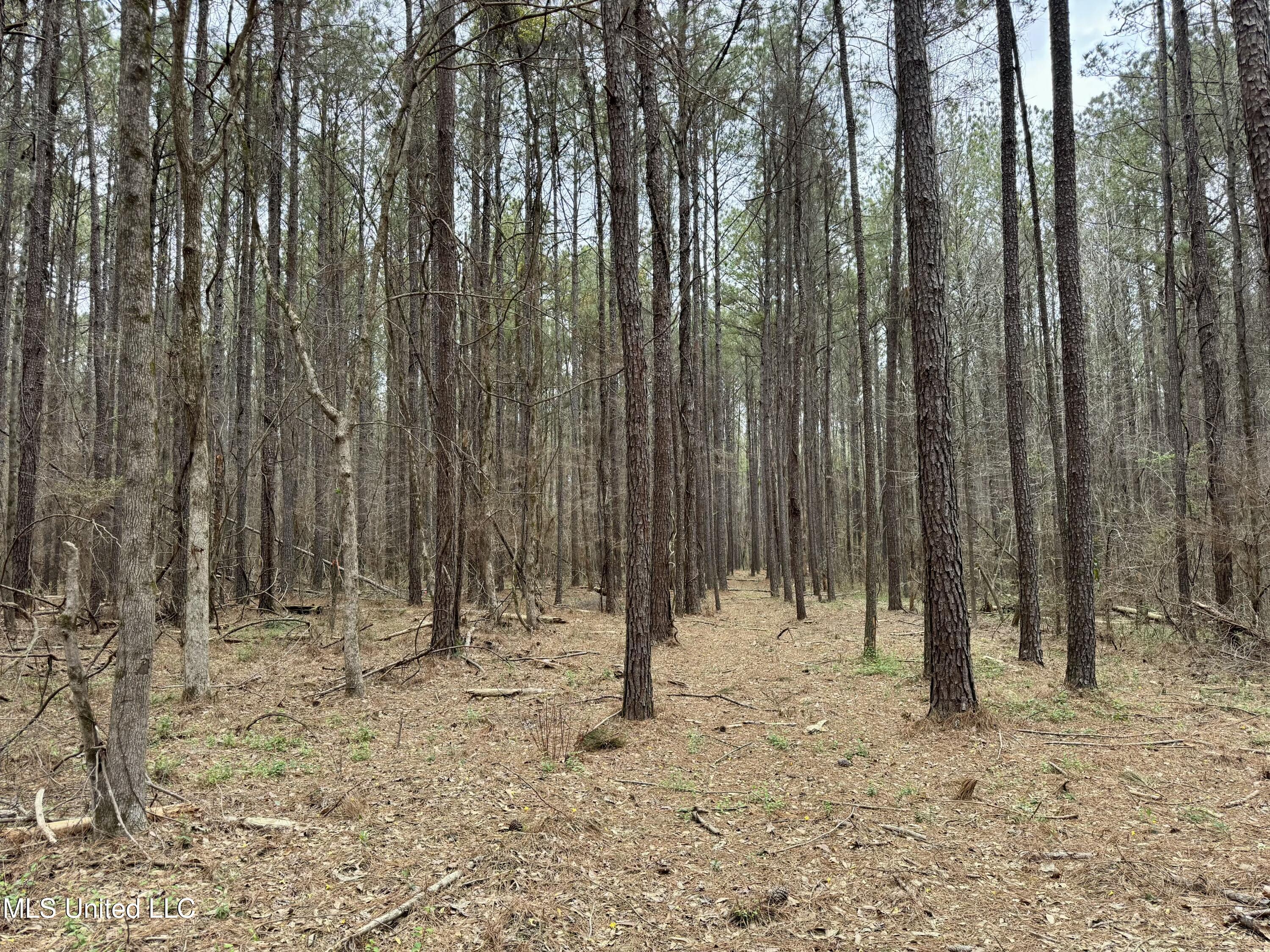 Robinson Rd, Canton, Mississippi image 2