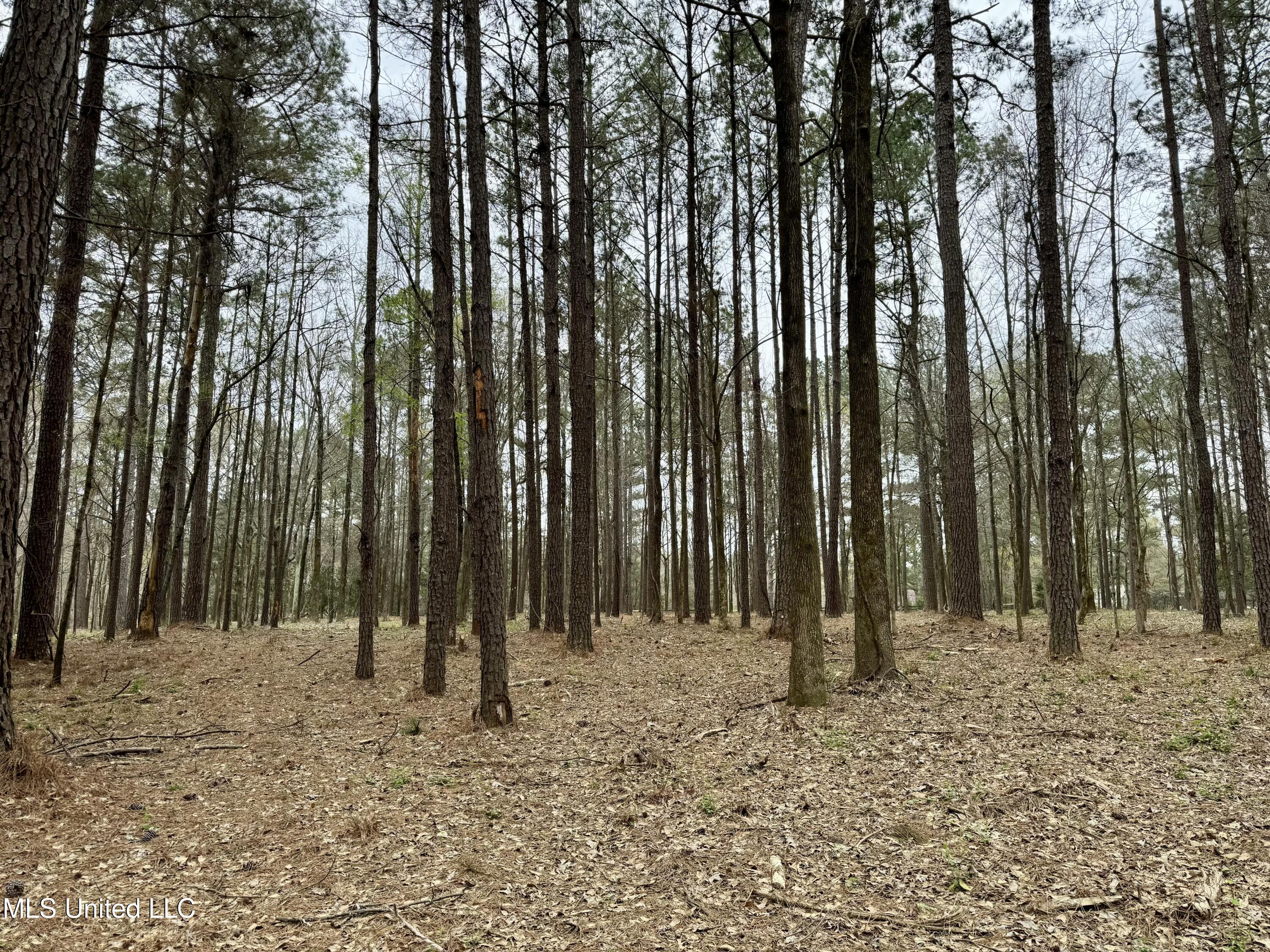 Robinson Rd, Canton, Mississippi image 6