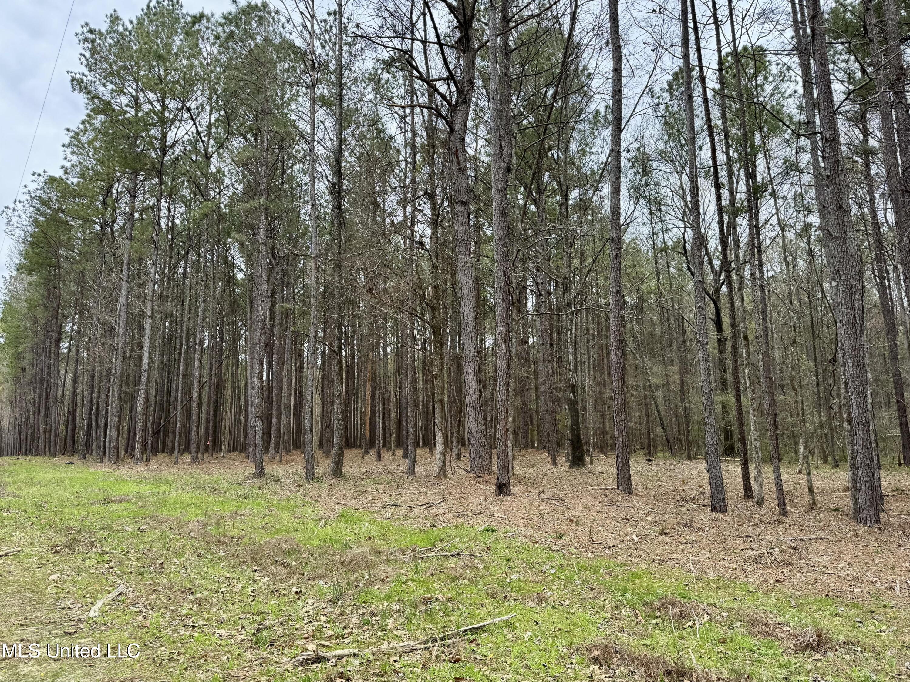 Robinson Rd, Canton, Mississippi image 10