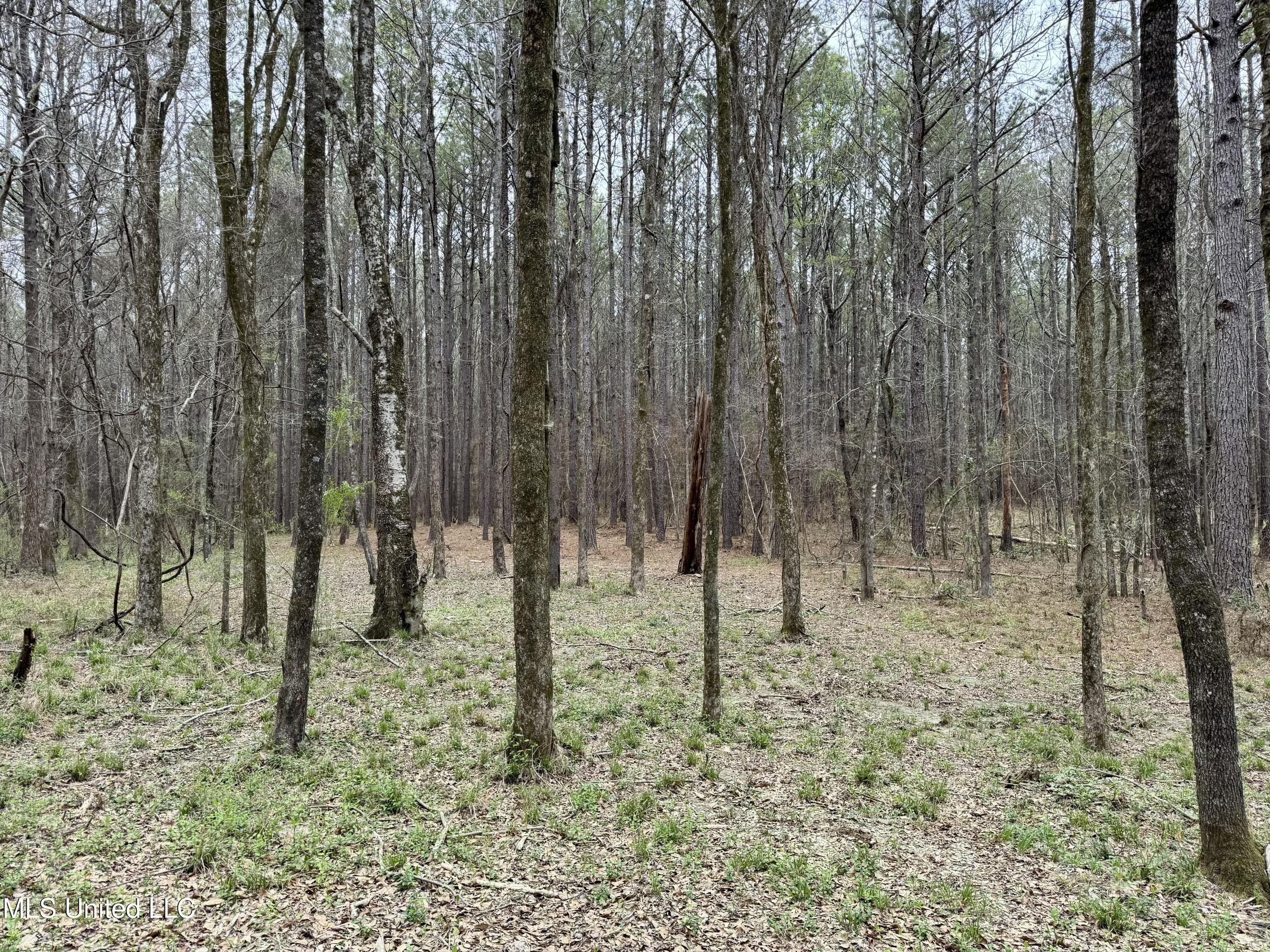 Robinson Rd, Canton, Mississippi image 5