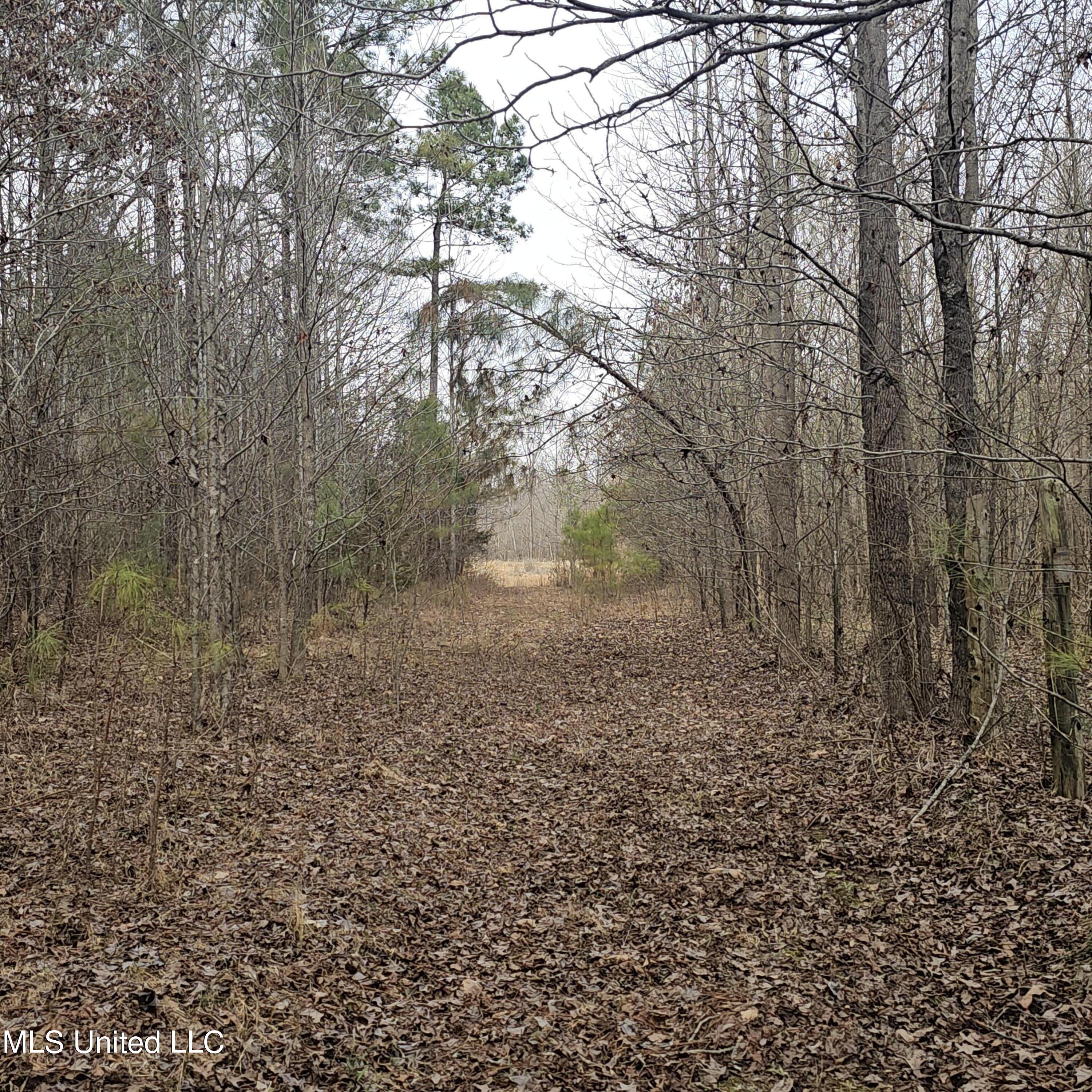 Dean Road, Lake Cormorant, Mississippi image 24