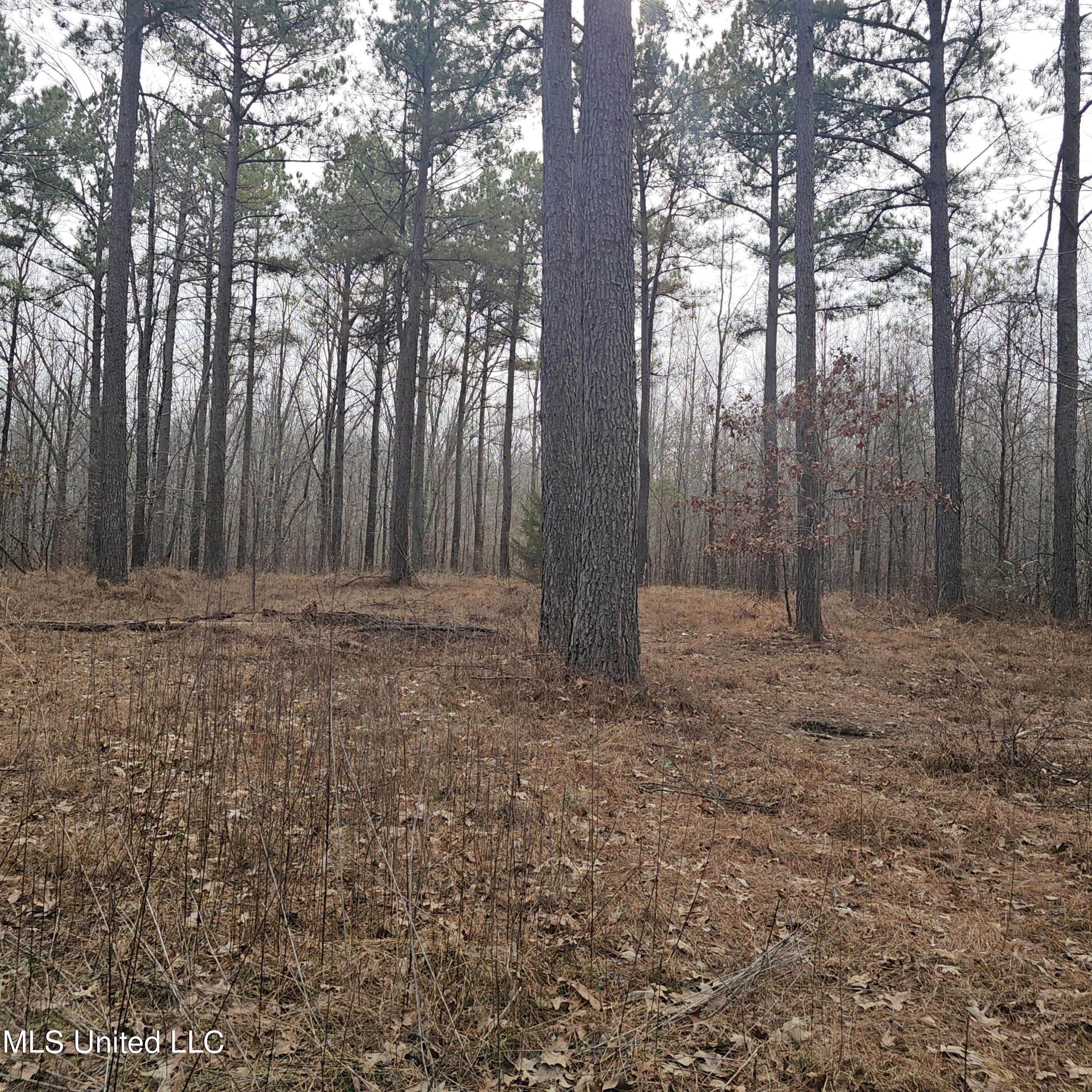 Dean Road, Lake Cormorant, Mississippi image 17