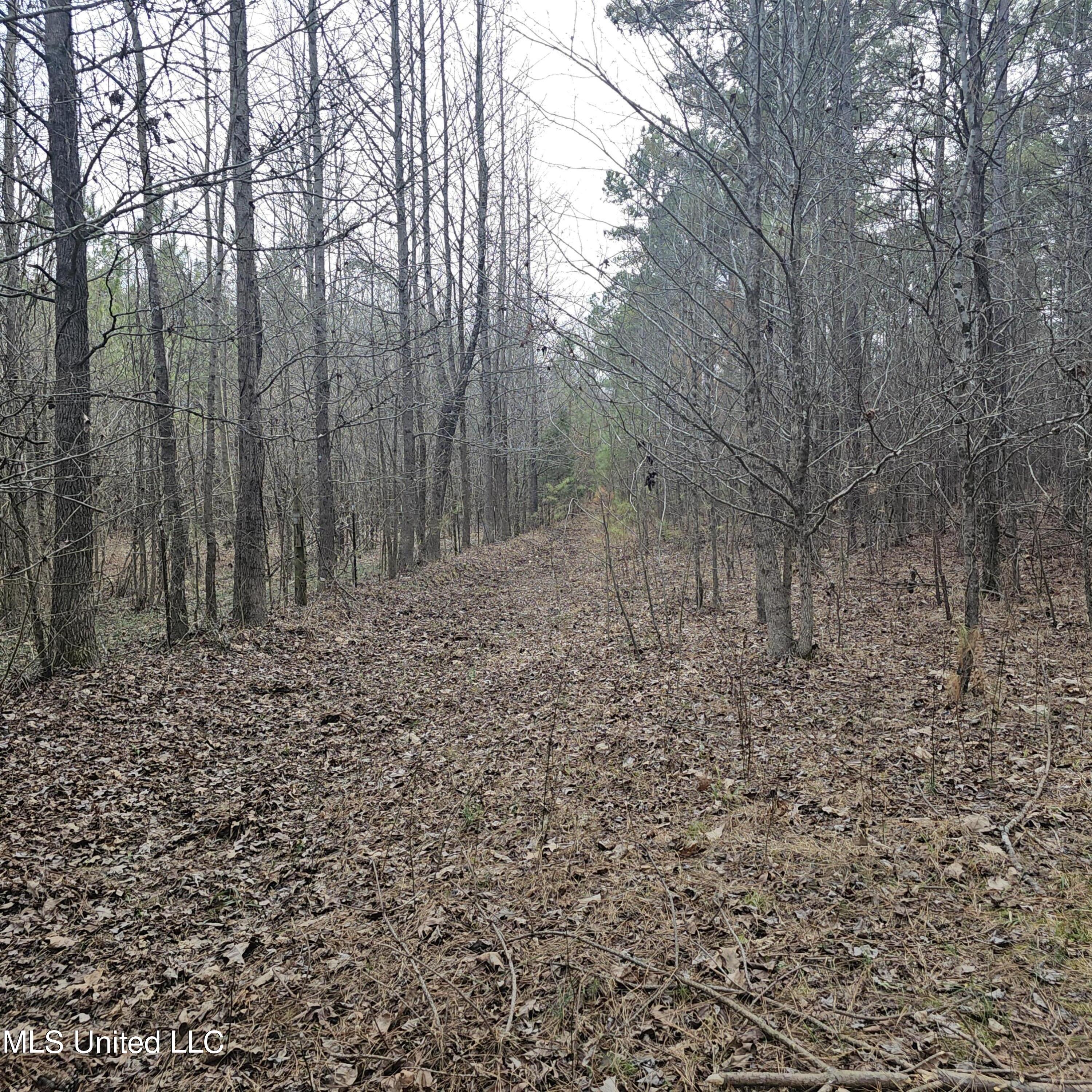 Dean Road, Lake Cormorant, Mississippi image 14