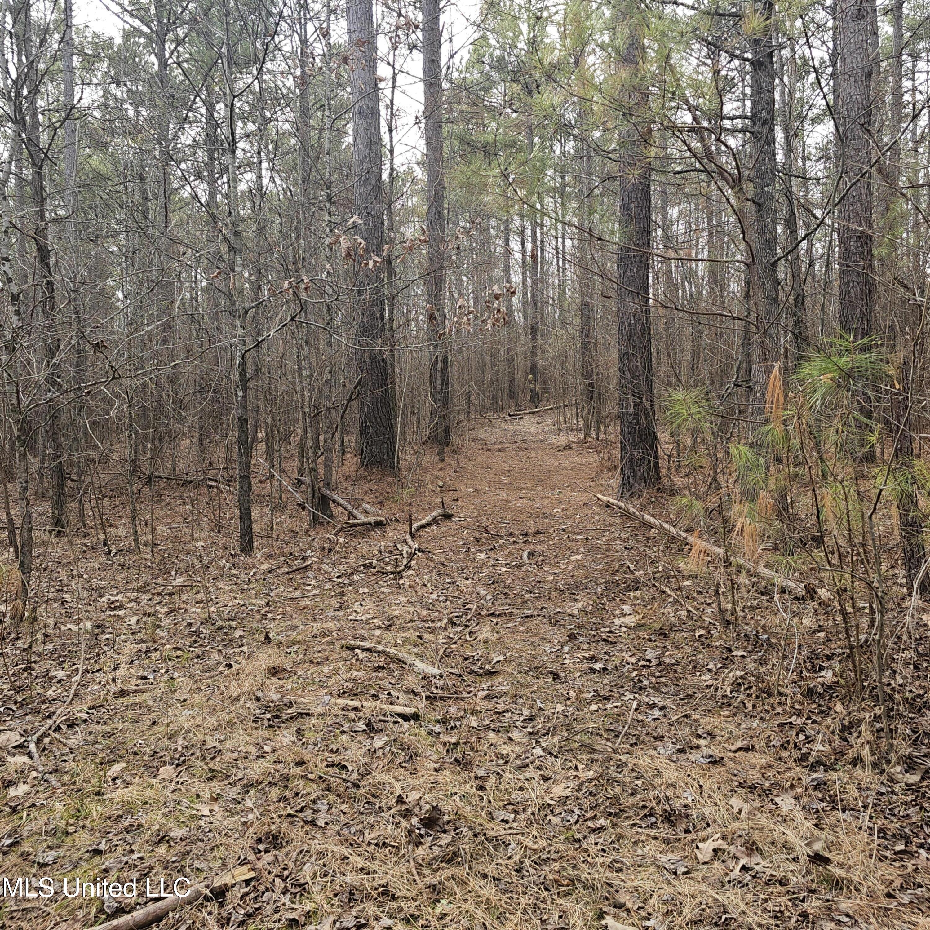 Dean Road, Lake Cormorant, Mississippi image 13