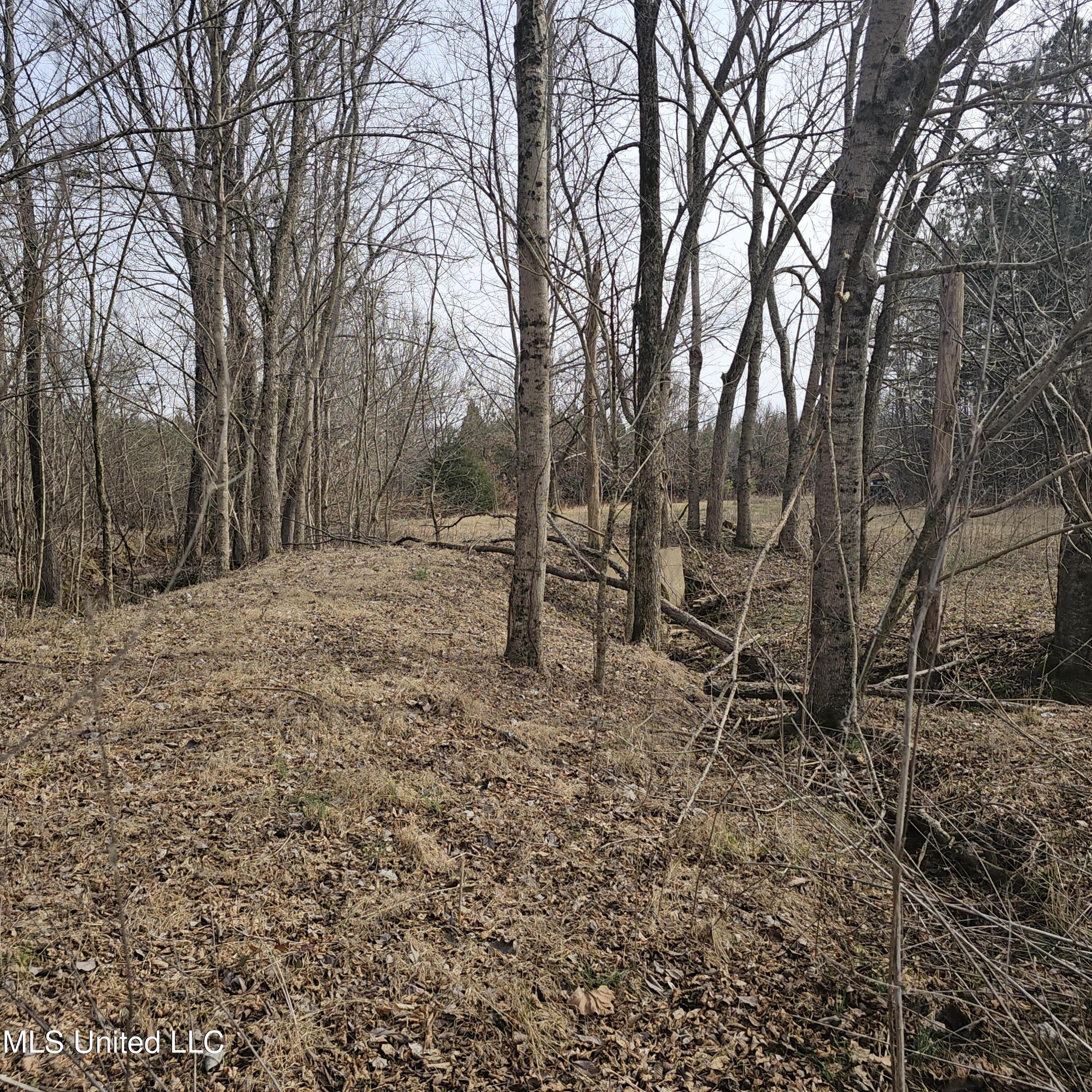 Dean Road, Lake Cormorant, Mississippi image 5