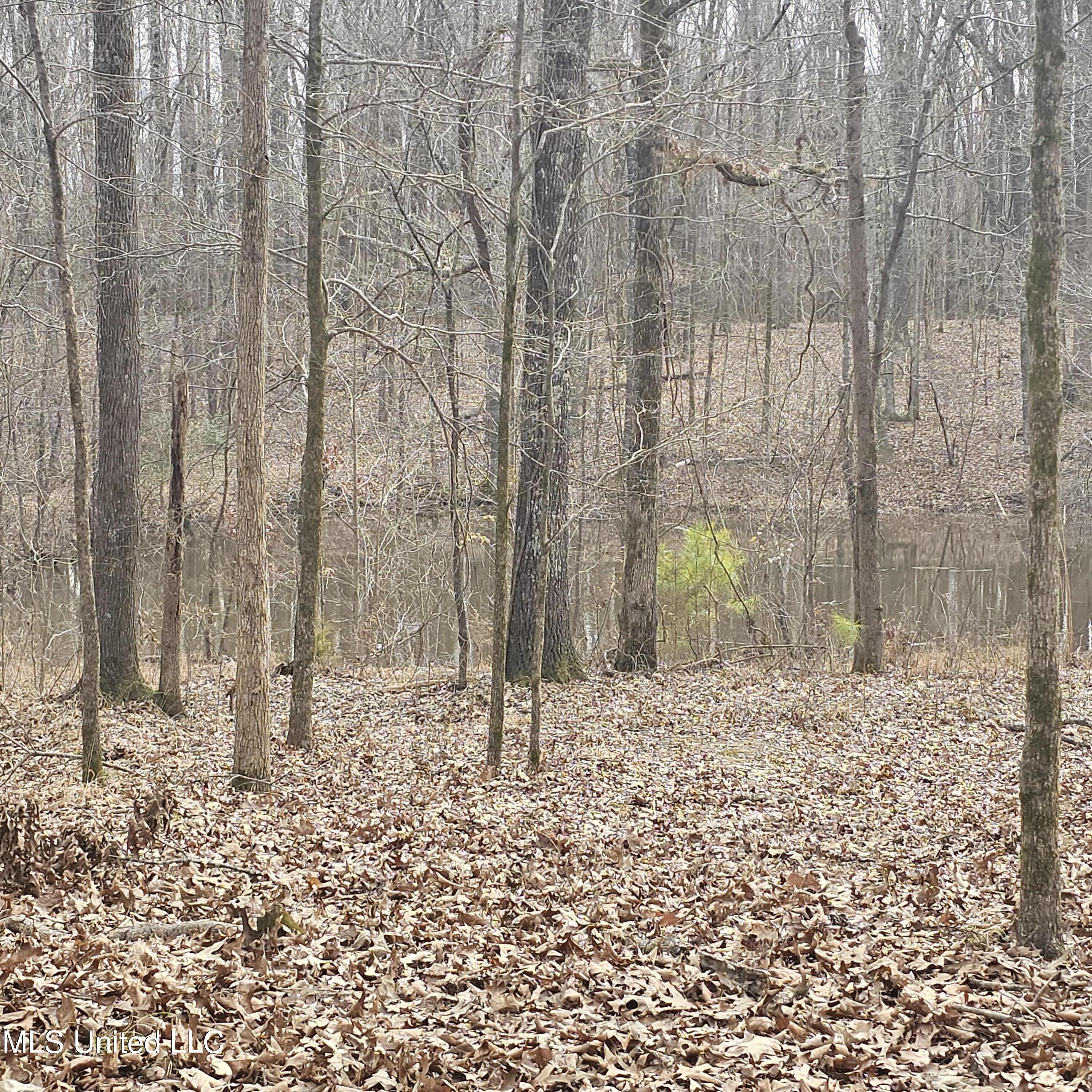 Dean Road, Lake Cormorant, Mississippi image 18