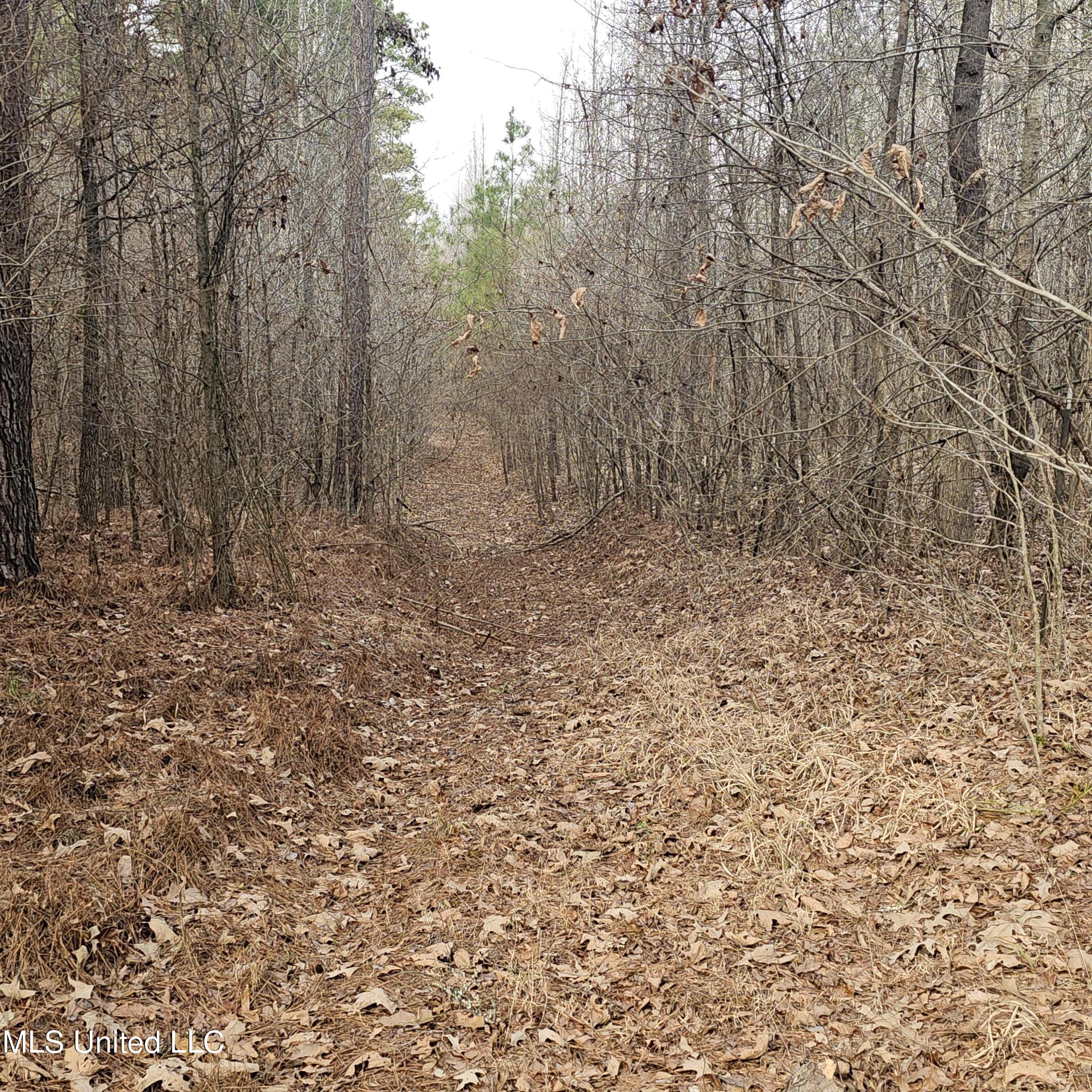 Dean Road, Lake Cormorant, Mississippi image 23