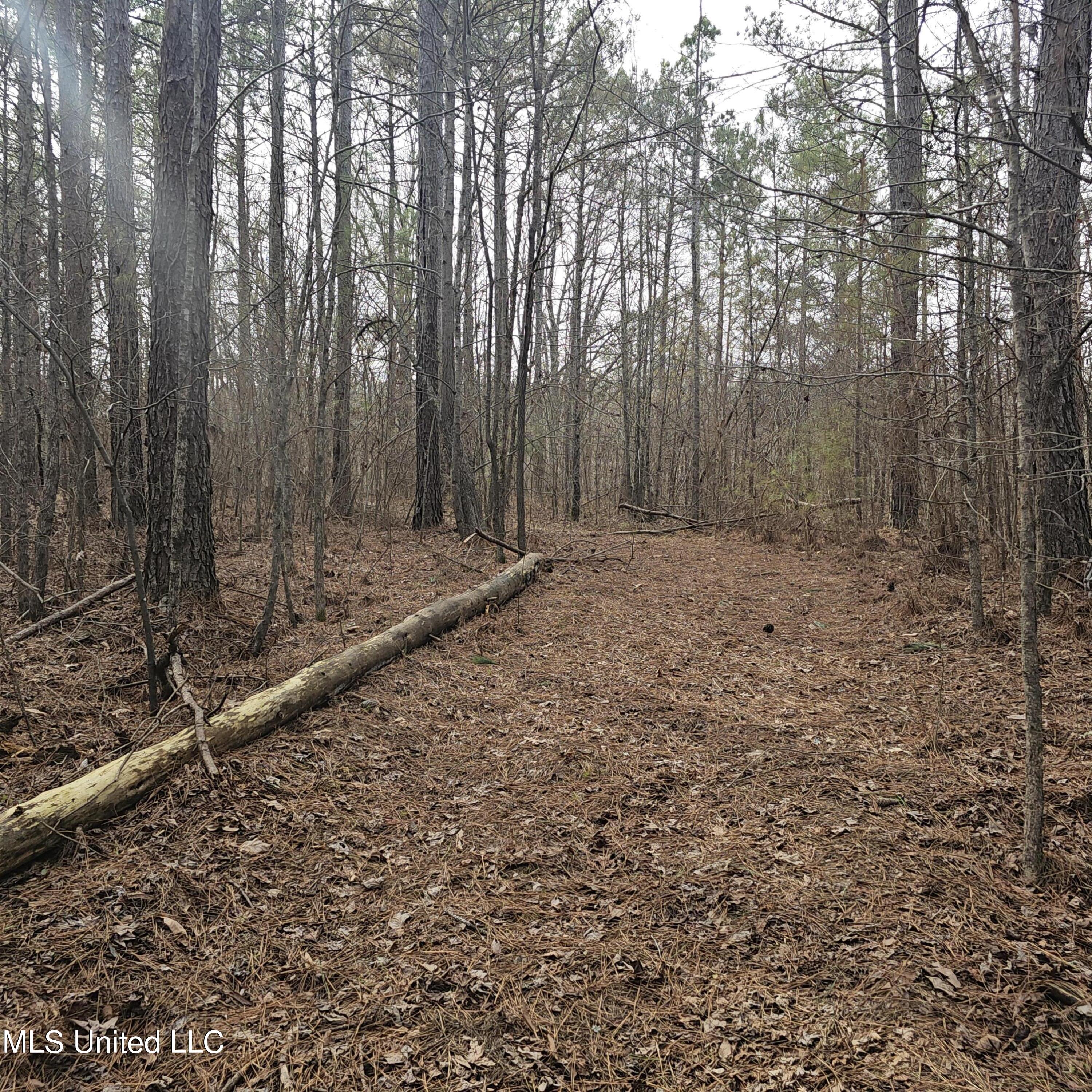 Dean Road, Lake Cormorant, Mississippi image 15