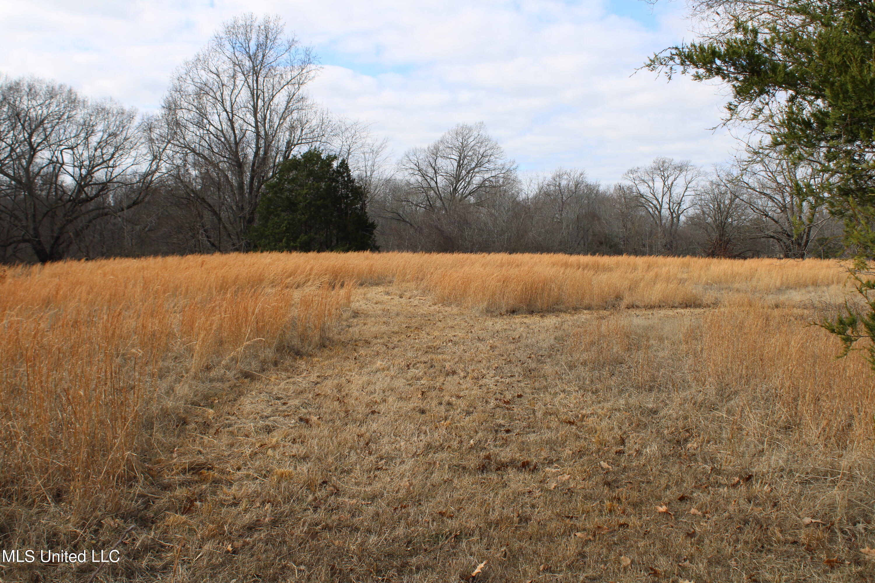 Acorn Woods Drive, Olive Branch, Mississippi image 4