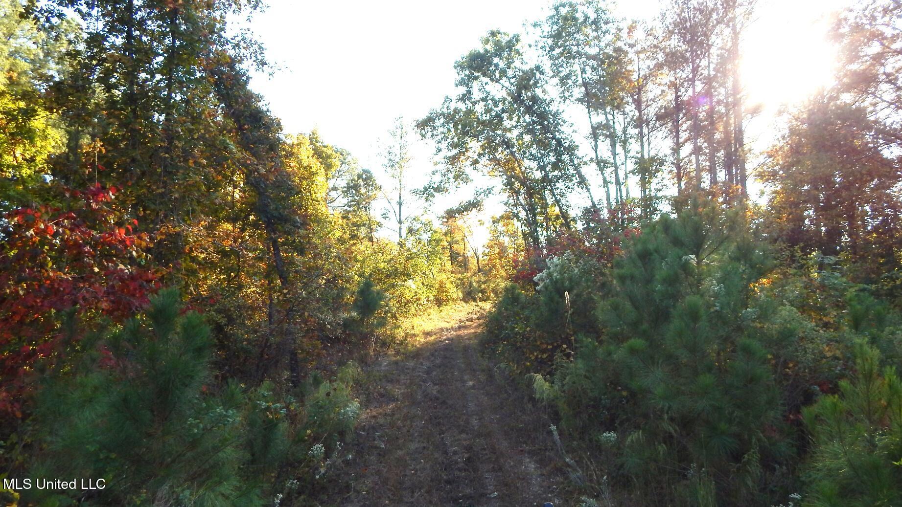 40 Ac. 154 Country Road, Coffeeville, Mississippi image 26