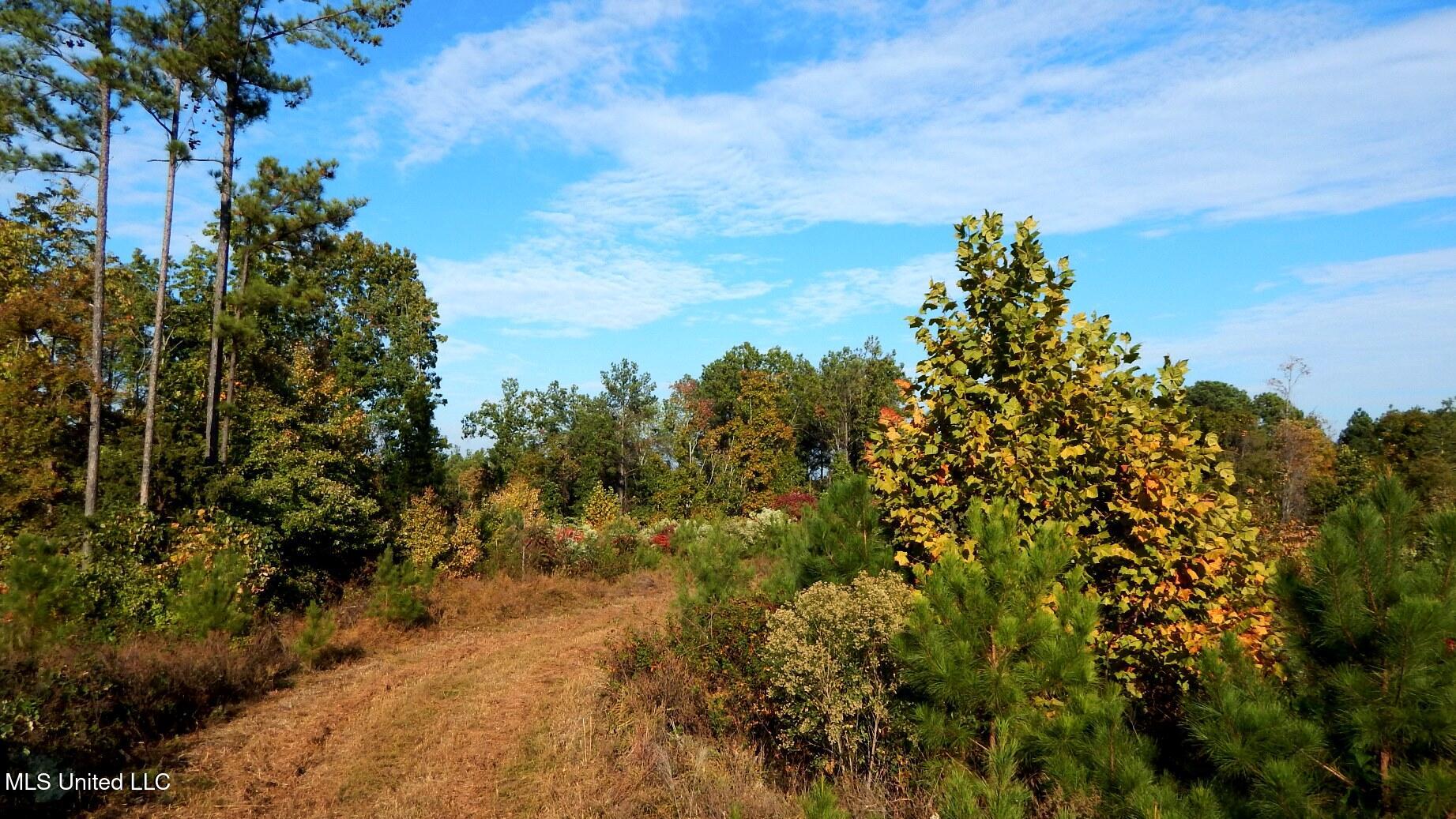 40 Ac. 154 Country Road, Coffeeville, Mississippi image 18