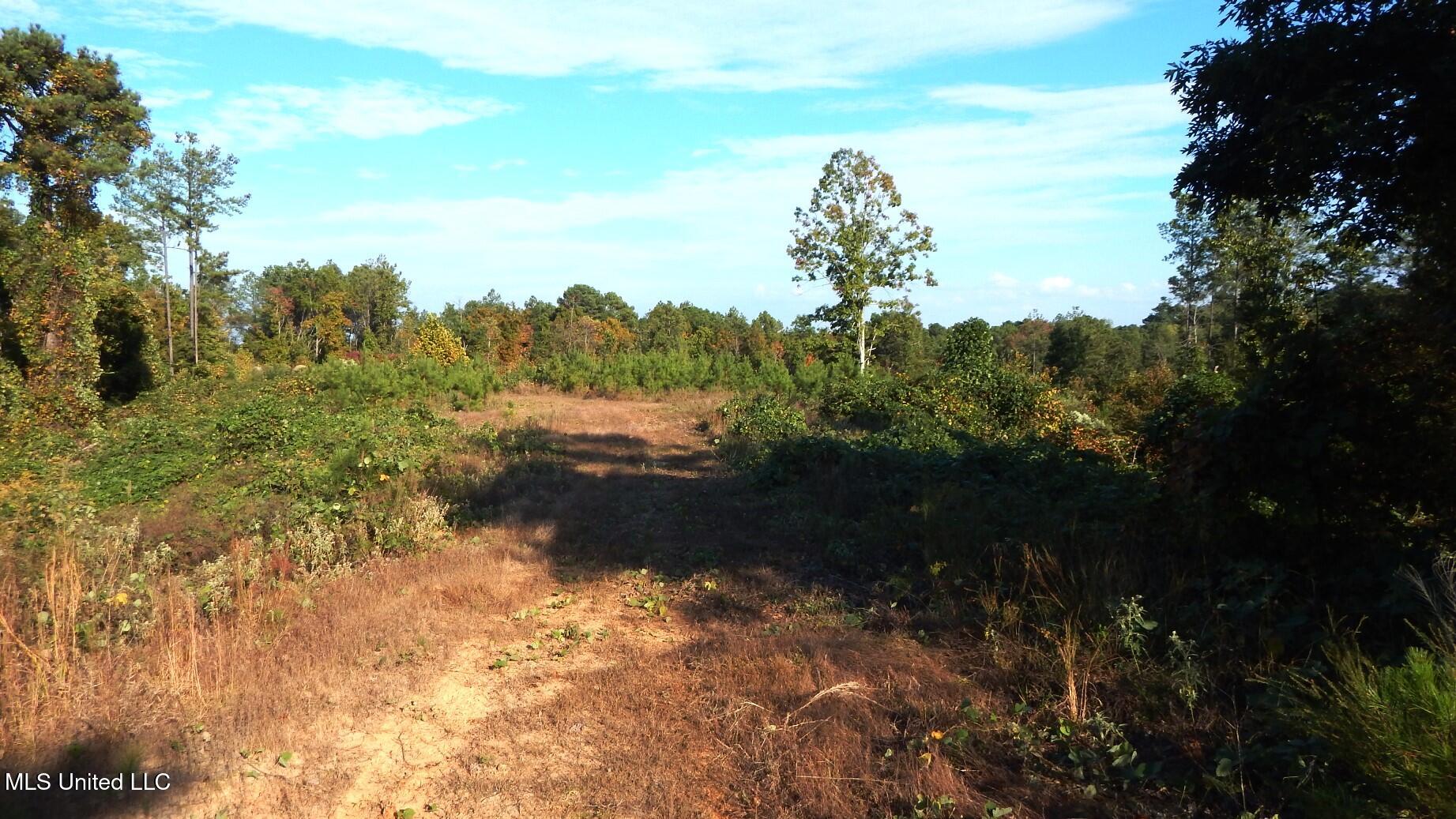 40 Ac. 154 Country Road, Coffeeville, Mississippi image 13