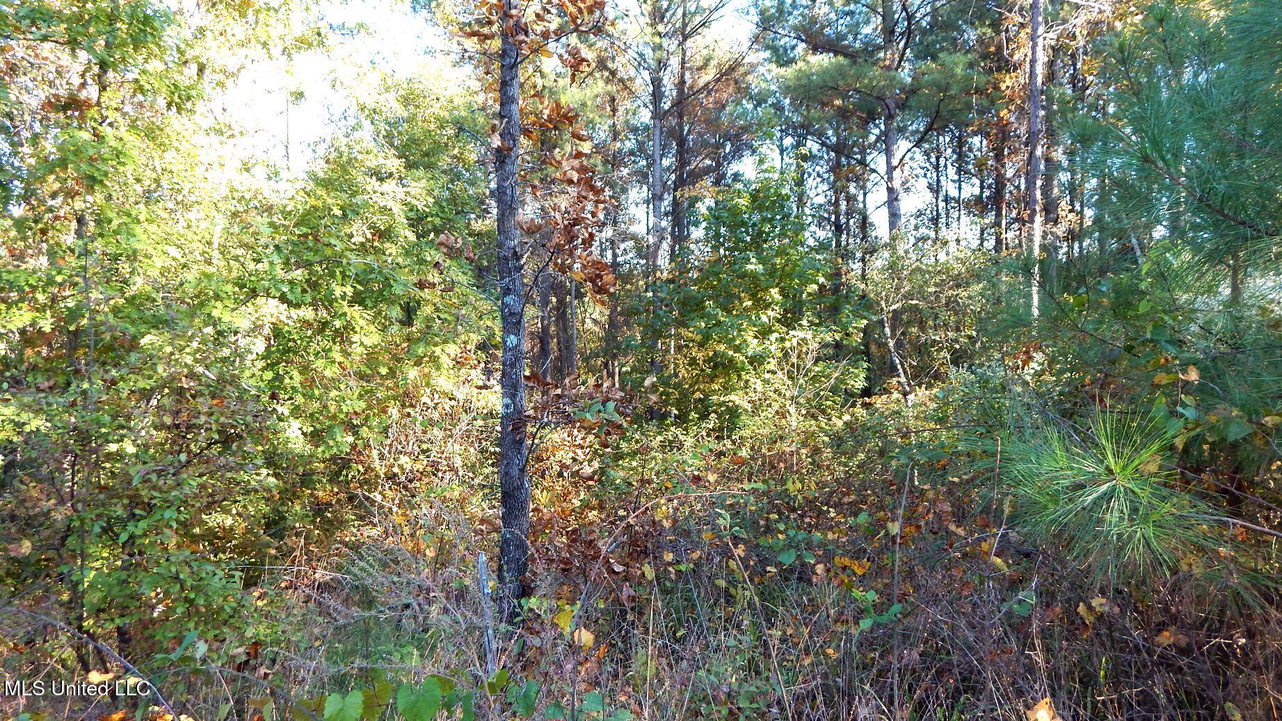 40 Ac. 154 Country Road, Coffeeville, Mississippi image 28