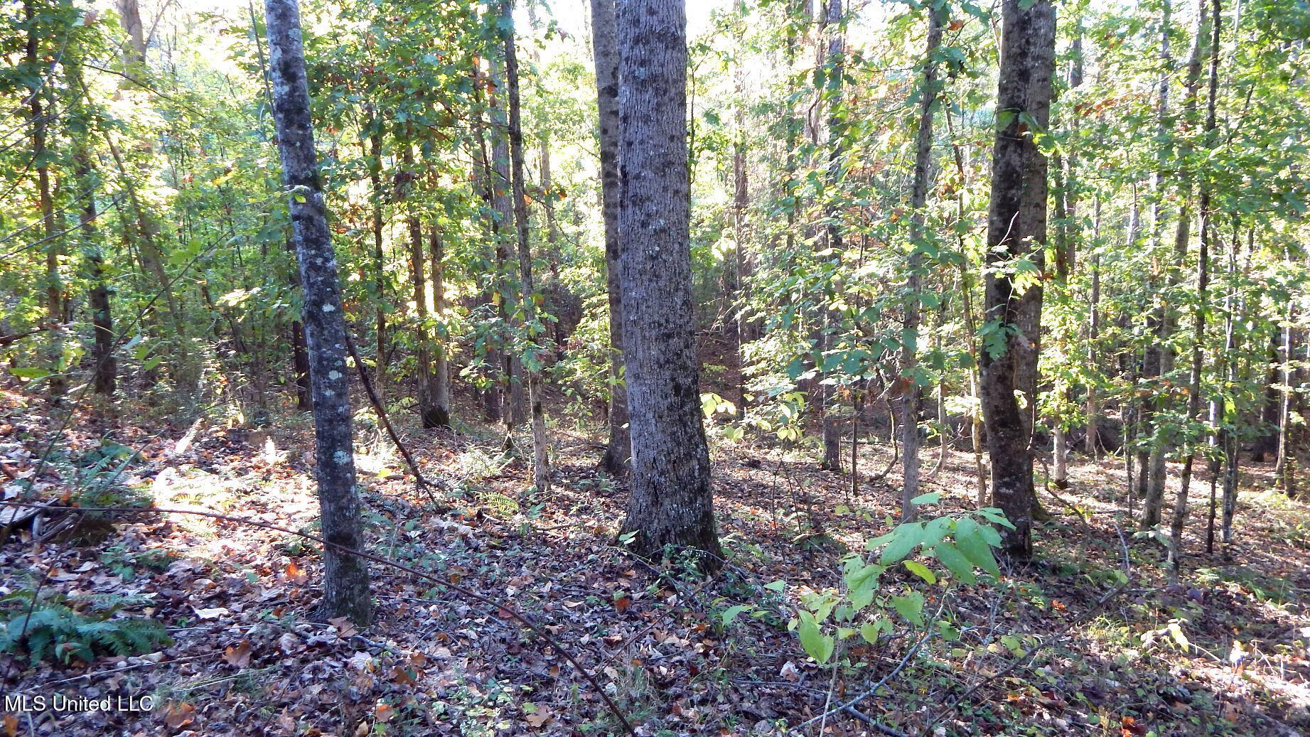 40 Ac. 154 Country Road, Coffeeville, Mississippi image 15