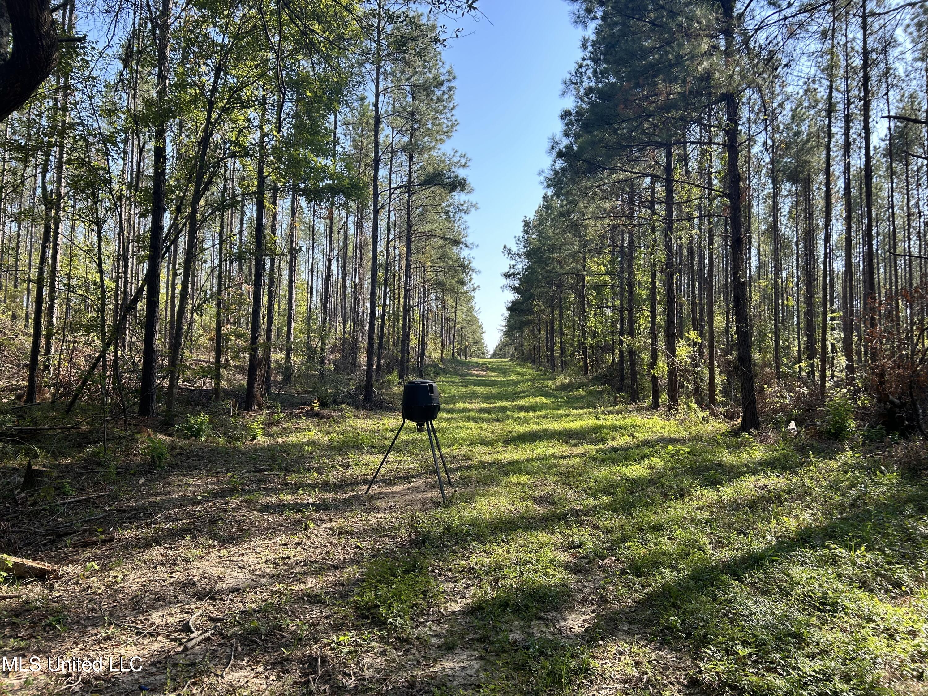 Rials Road, Georgetown, Mississippi image 6