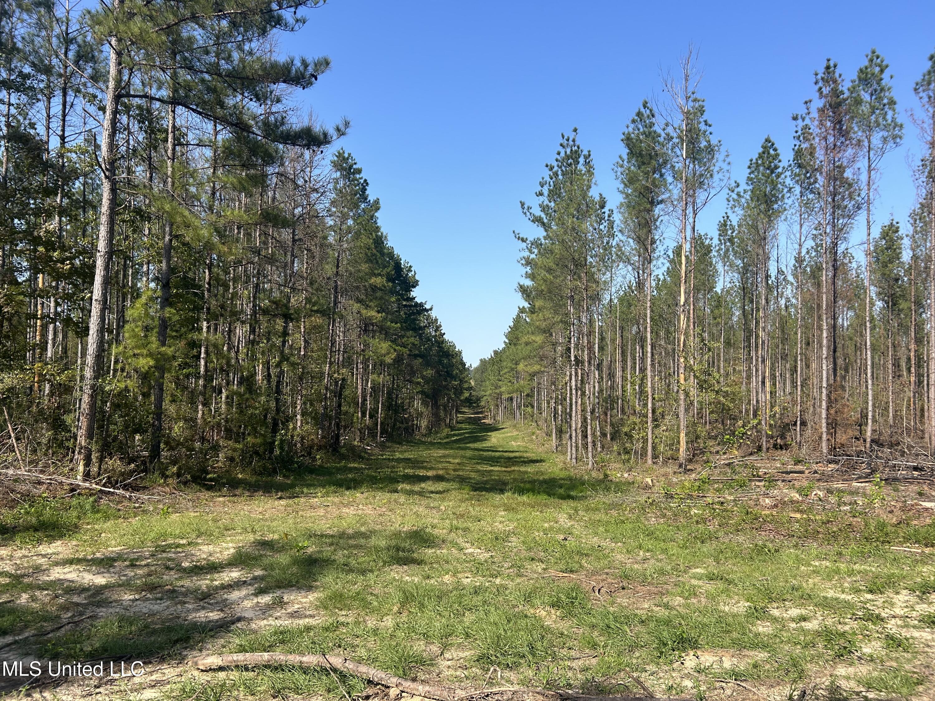 Rials Road, Georgetown, Mississippi image 2