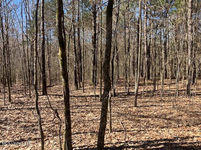 Pigeon Roost, Coldwater, Mississippi image 8