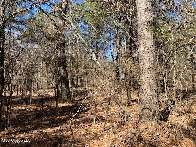 Pigeon Roost, Coldwater, Mississippi image 14