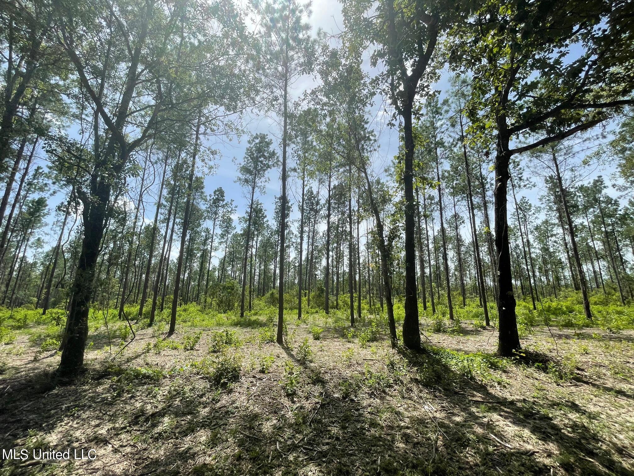 Ramsey Road, Saucier, Mississippi image 1