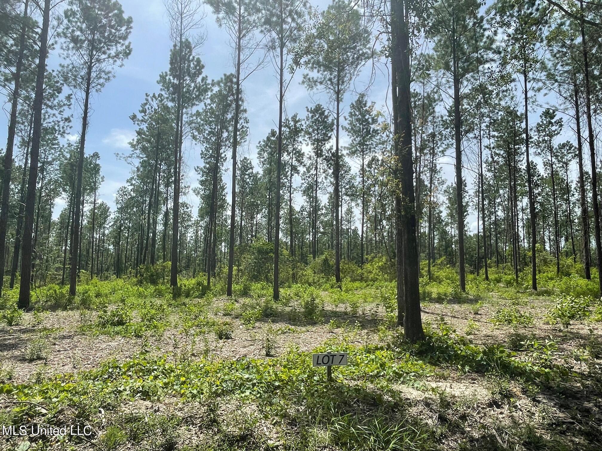 Ramsey Road, Saucier, Mississippi image 5