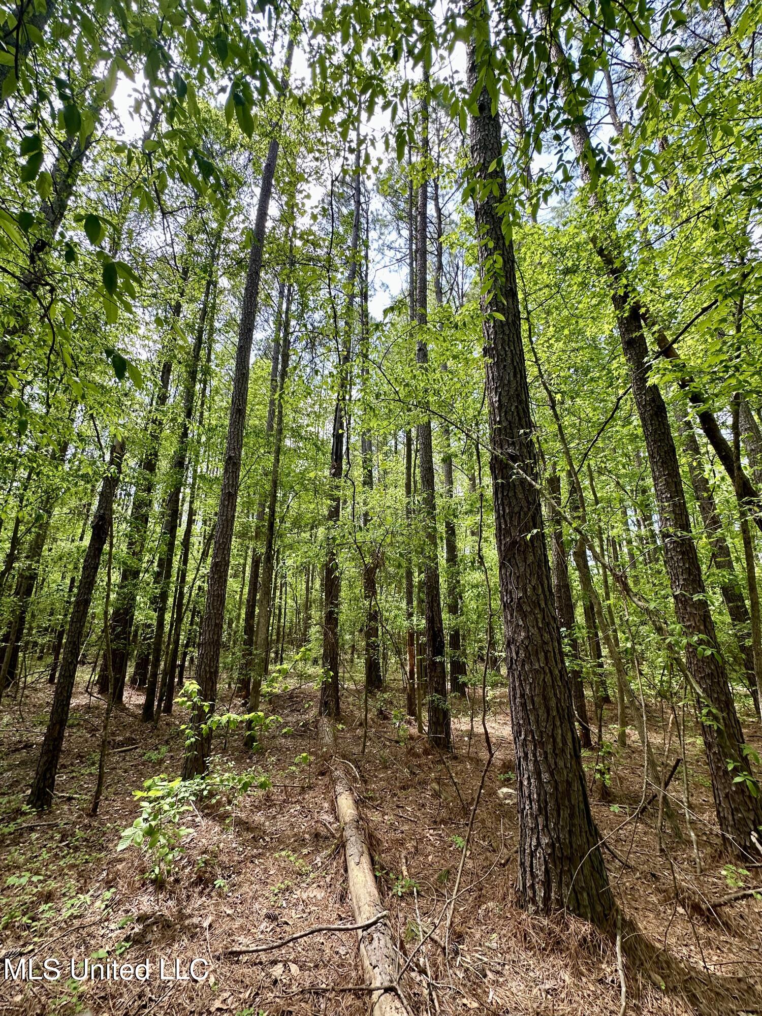 Barnes Road, Canton, Mississippi image 4