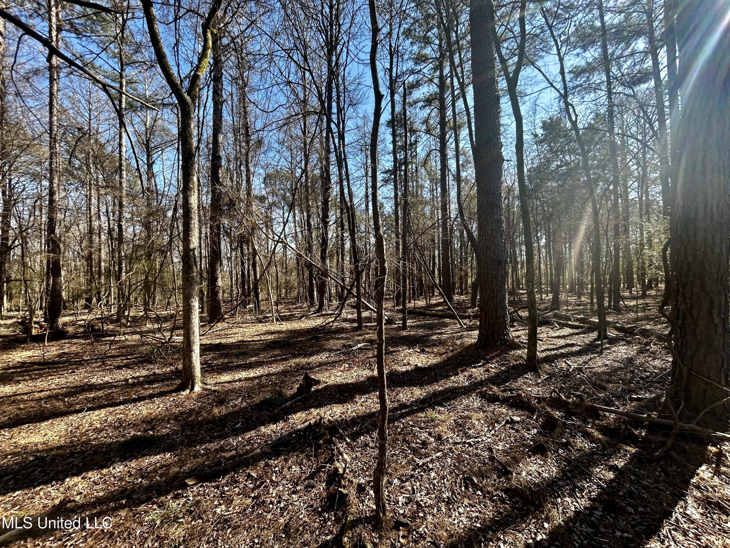 Sundial Road, Madison, Mississippi image 18