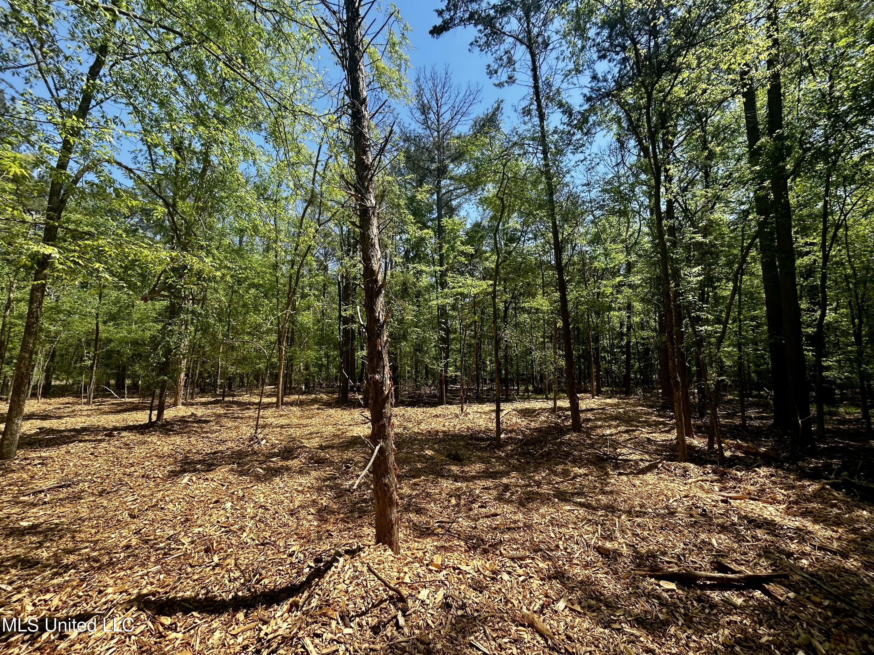 Sundial Road, Madison, Mississippi image 12