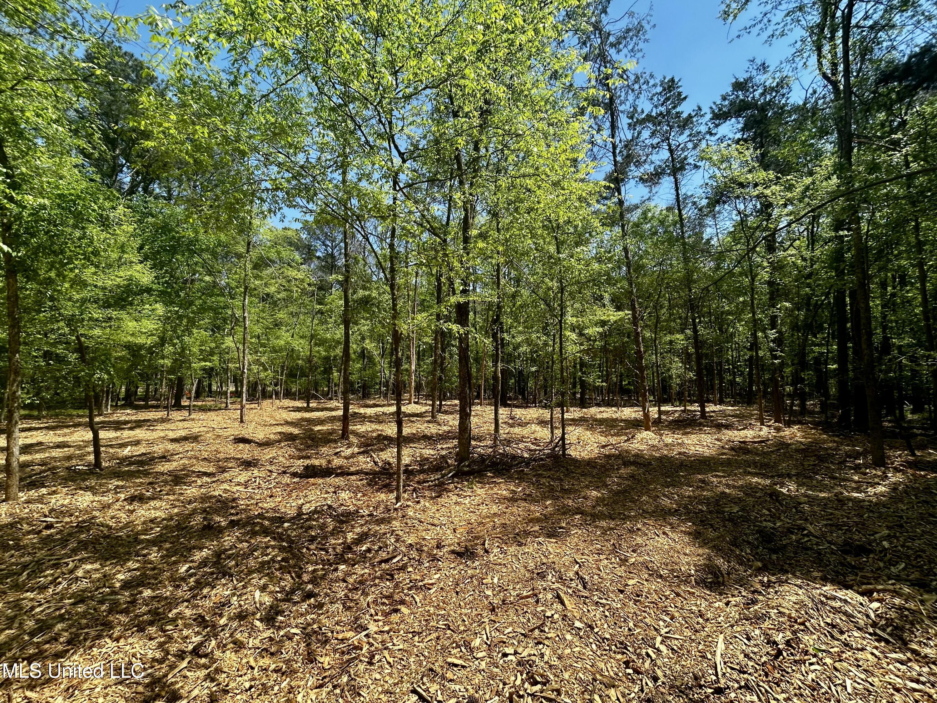 Sundial Road, Madison, Mississippi image 13