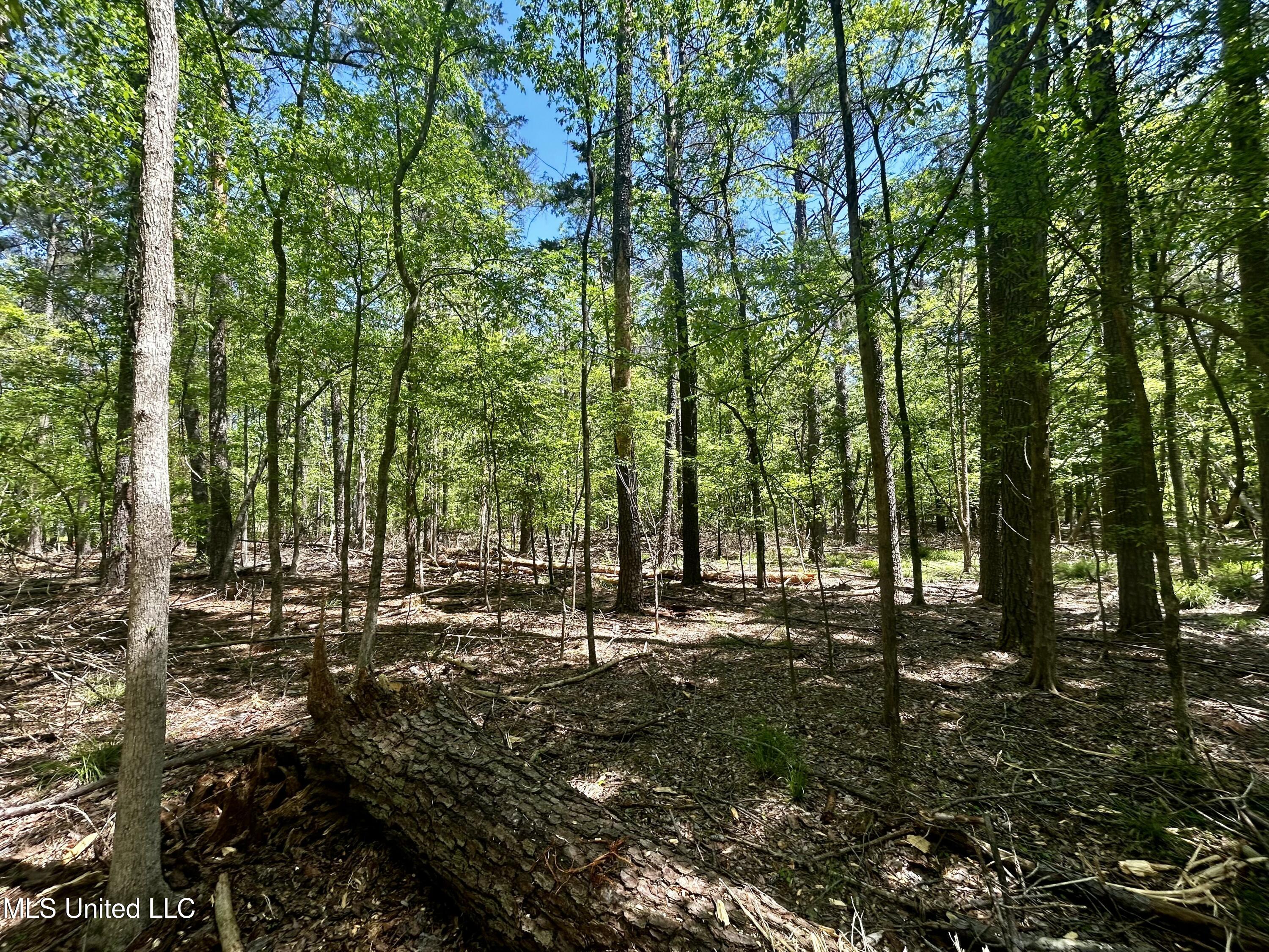 Sundial Road, Madison, Mississippi image 9