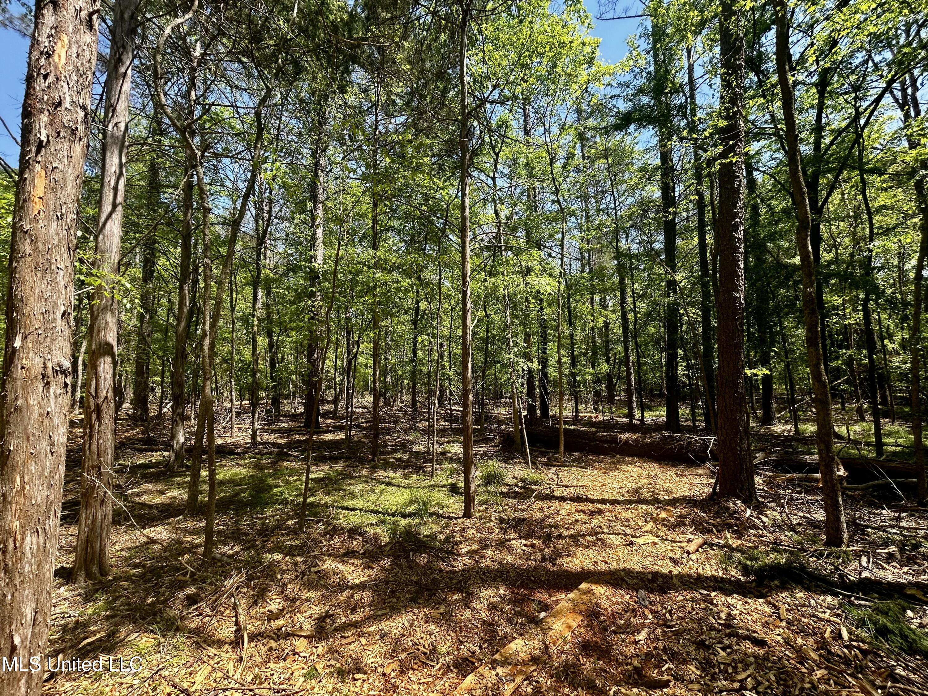 Sundial Road, Madison, Mississippi image 10