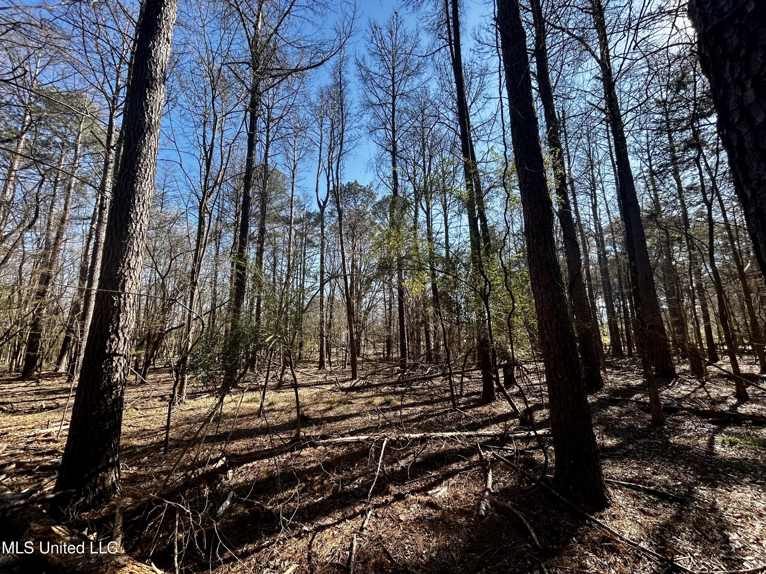 Sundial Road, Madison, Mississippi image 21