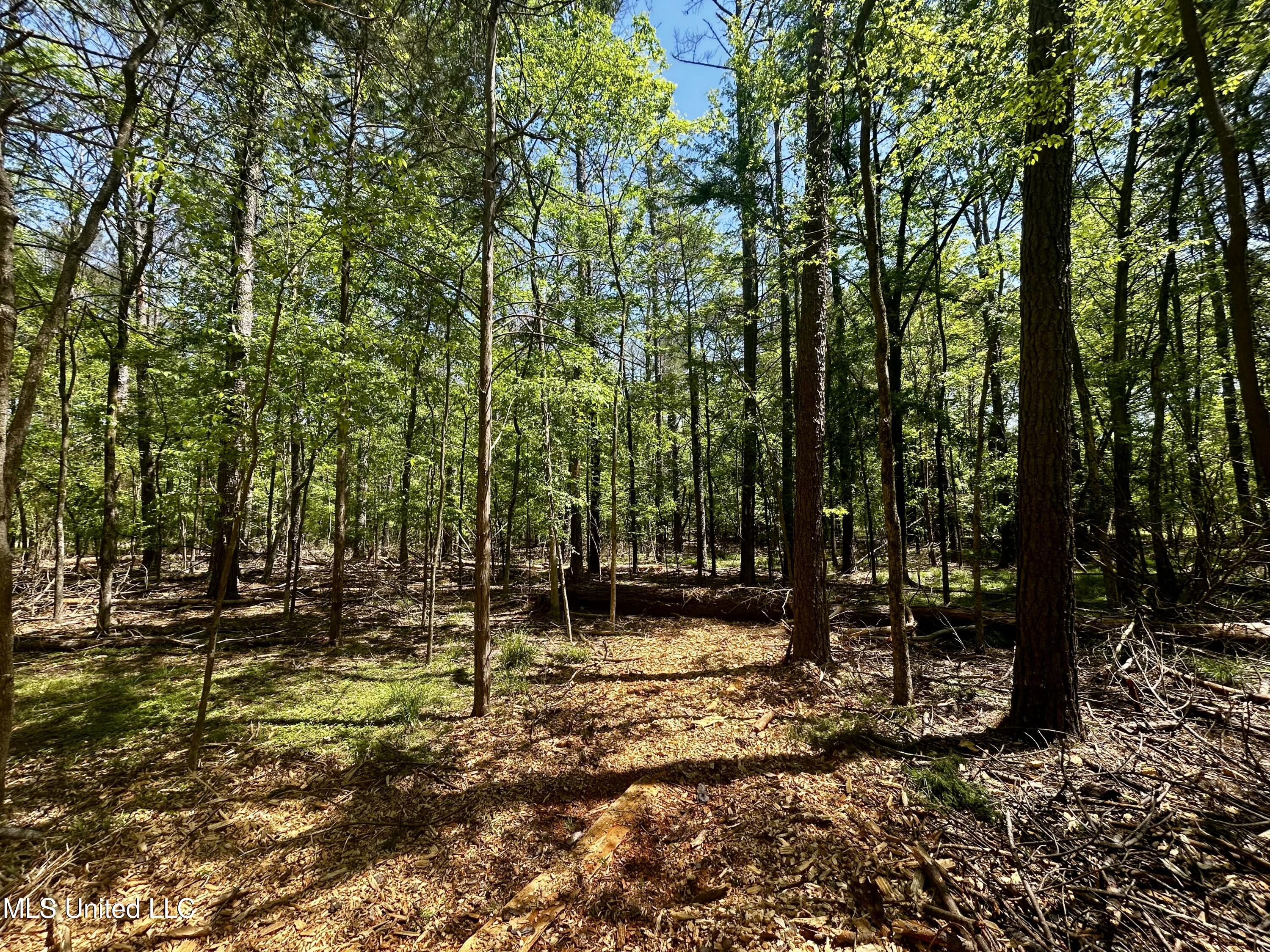 Sundial Road, Madison, Mississippi image 7