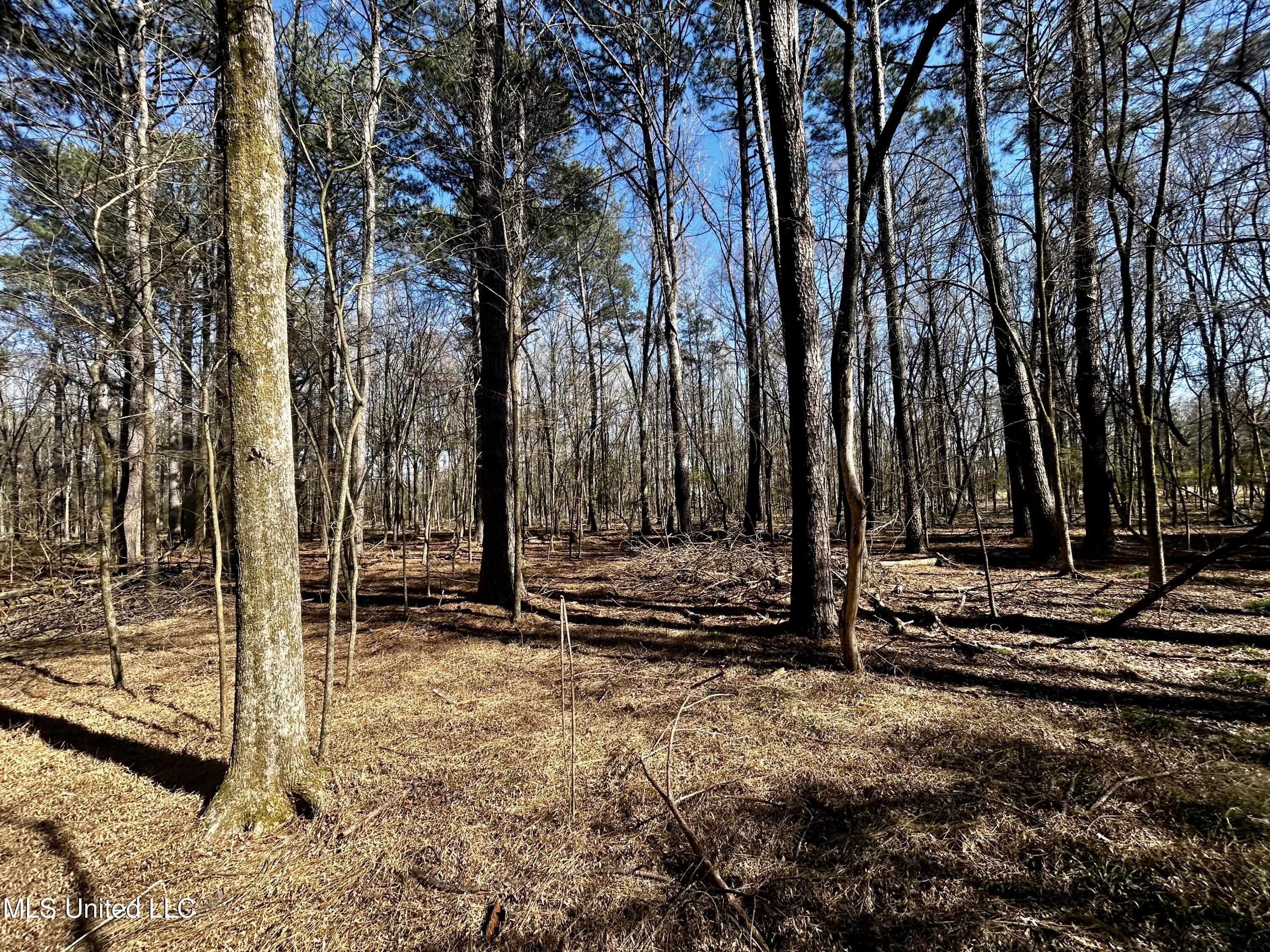 Sundial Road, Madison, Mississippi image 11