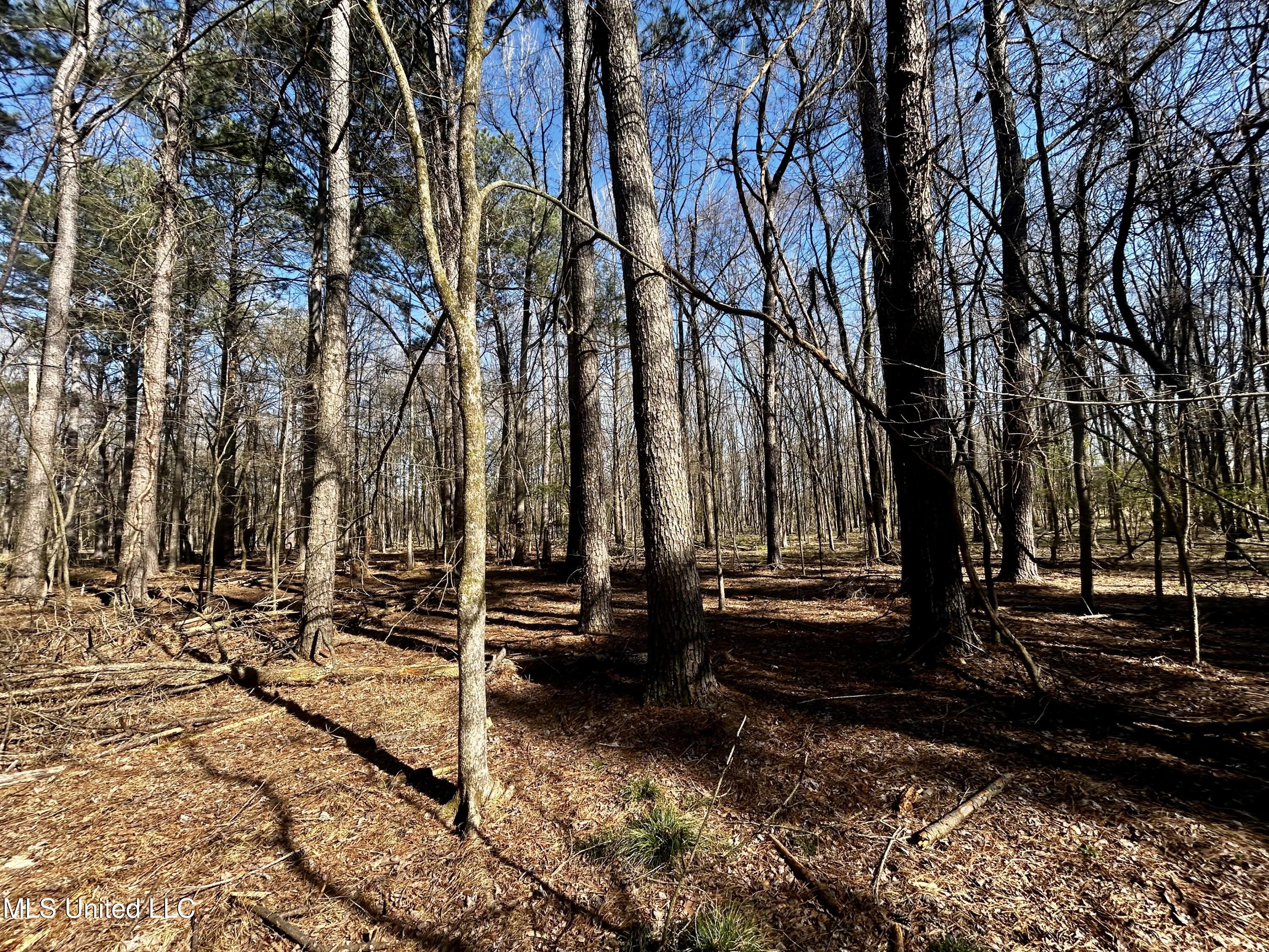 Sundial Road, Madison, Mississippi image 13