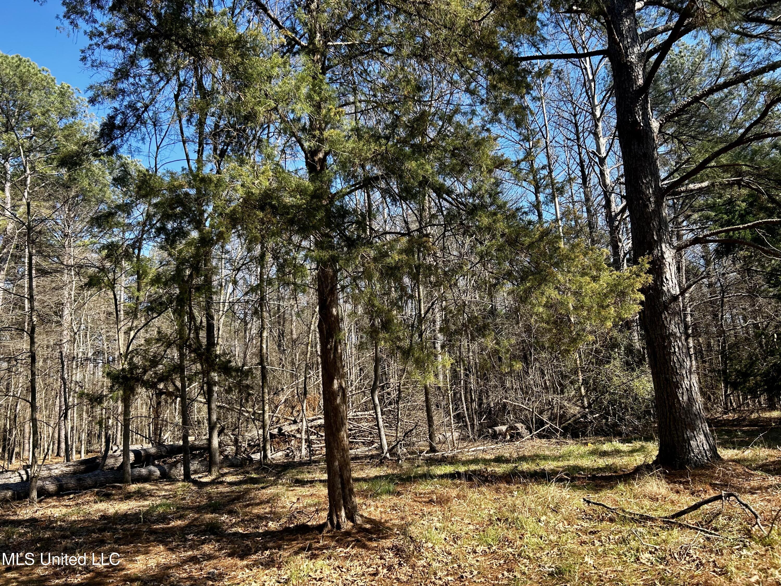 Sundial Road, Madison, Mississippi image 15