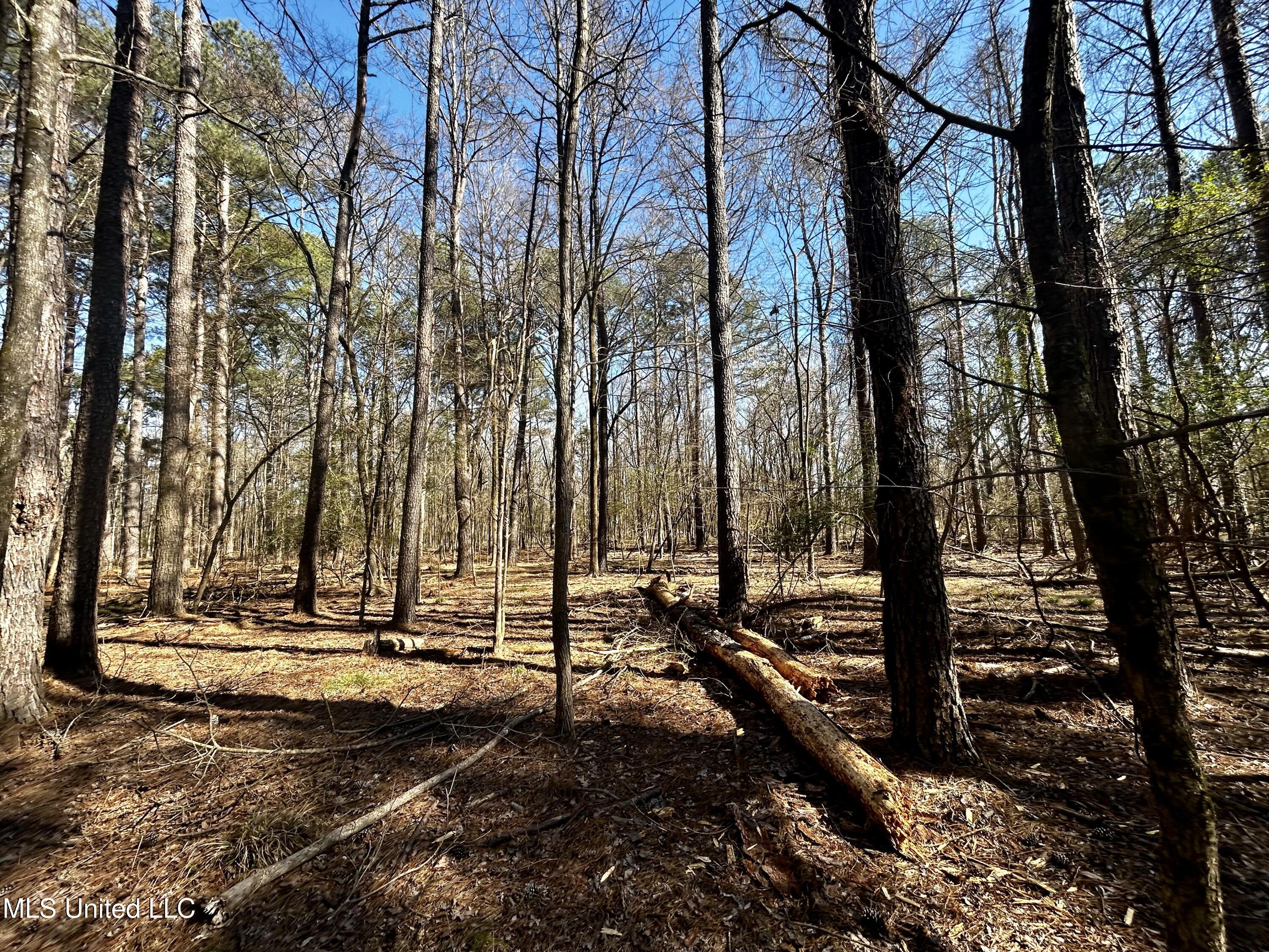 Sundial Road, Madison, Mississippi image 14