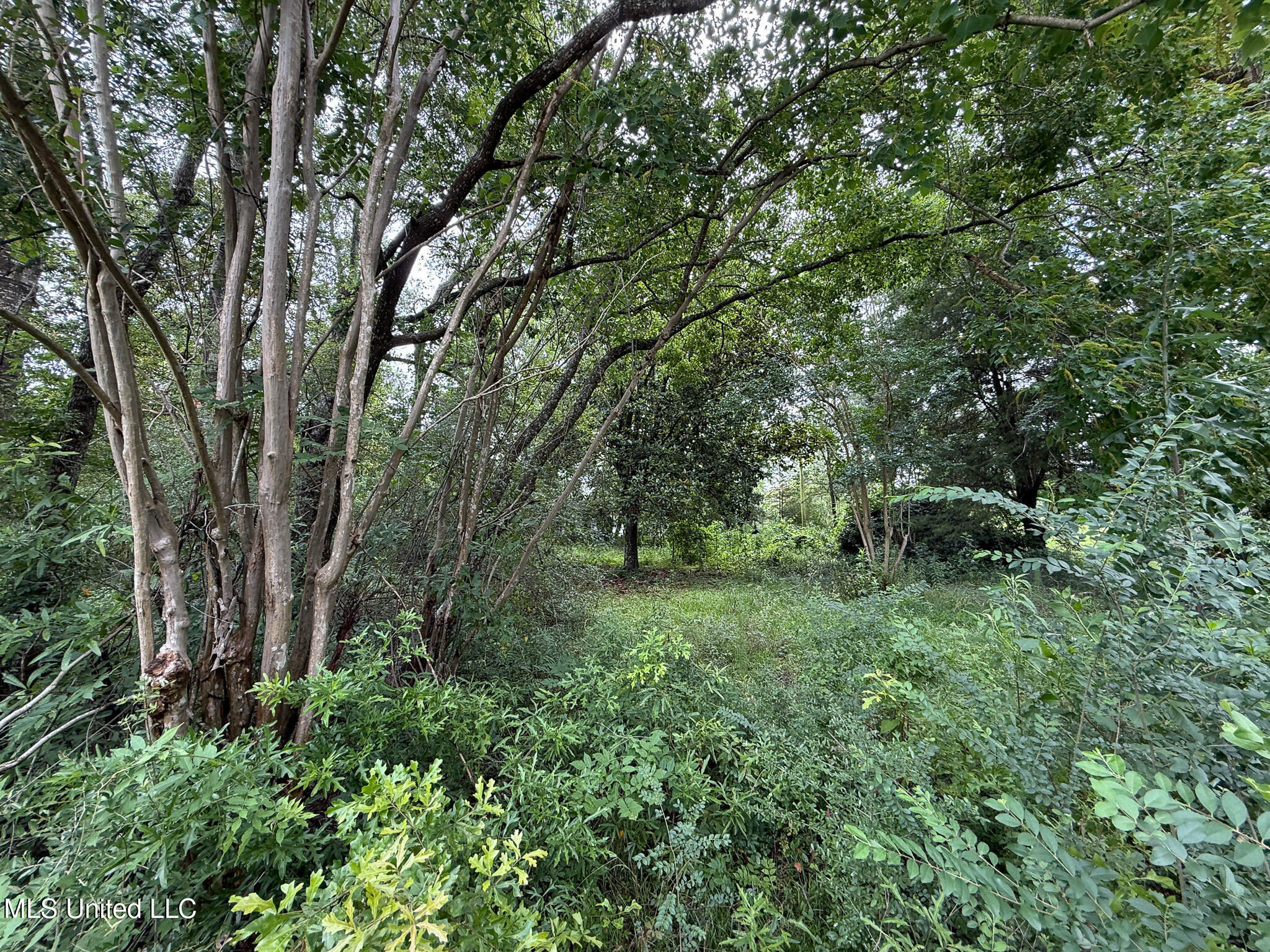 Lot On Hillcrest Lane, Purvis, Mississippi image 4