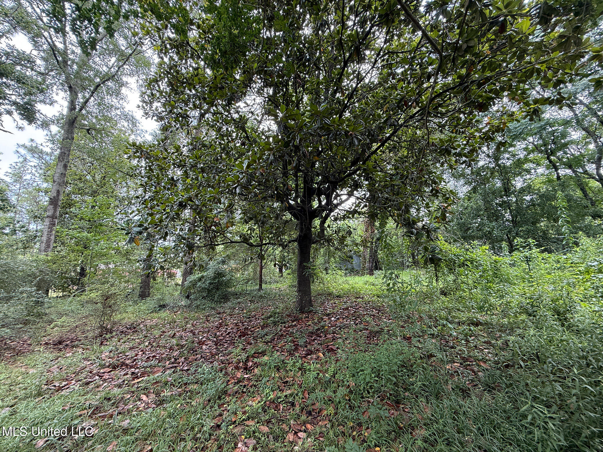 Lot On Hillcrest Lane, Purvis, Mississippi image 12
