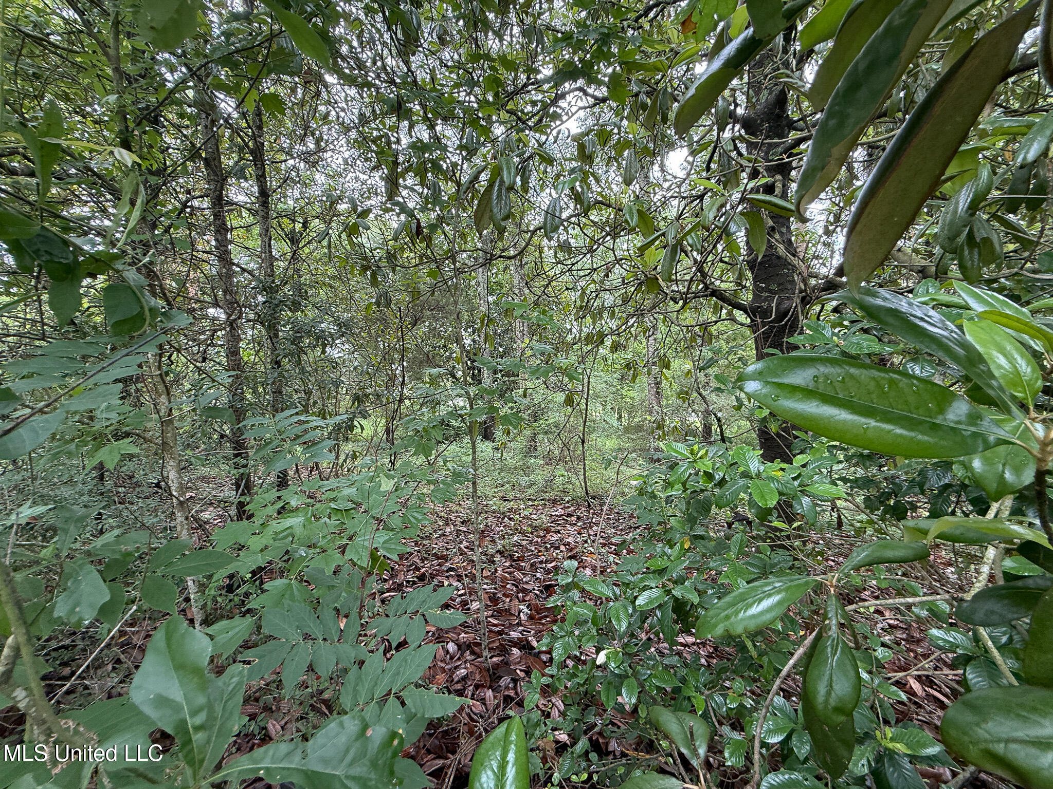 Lot On Hillcrest Lane, Purvis, Mississippi image 7