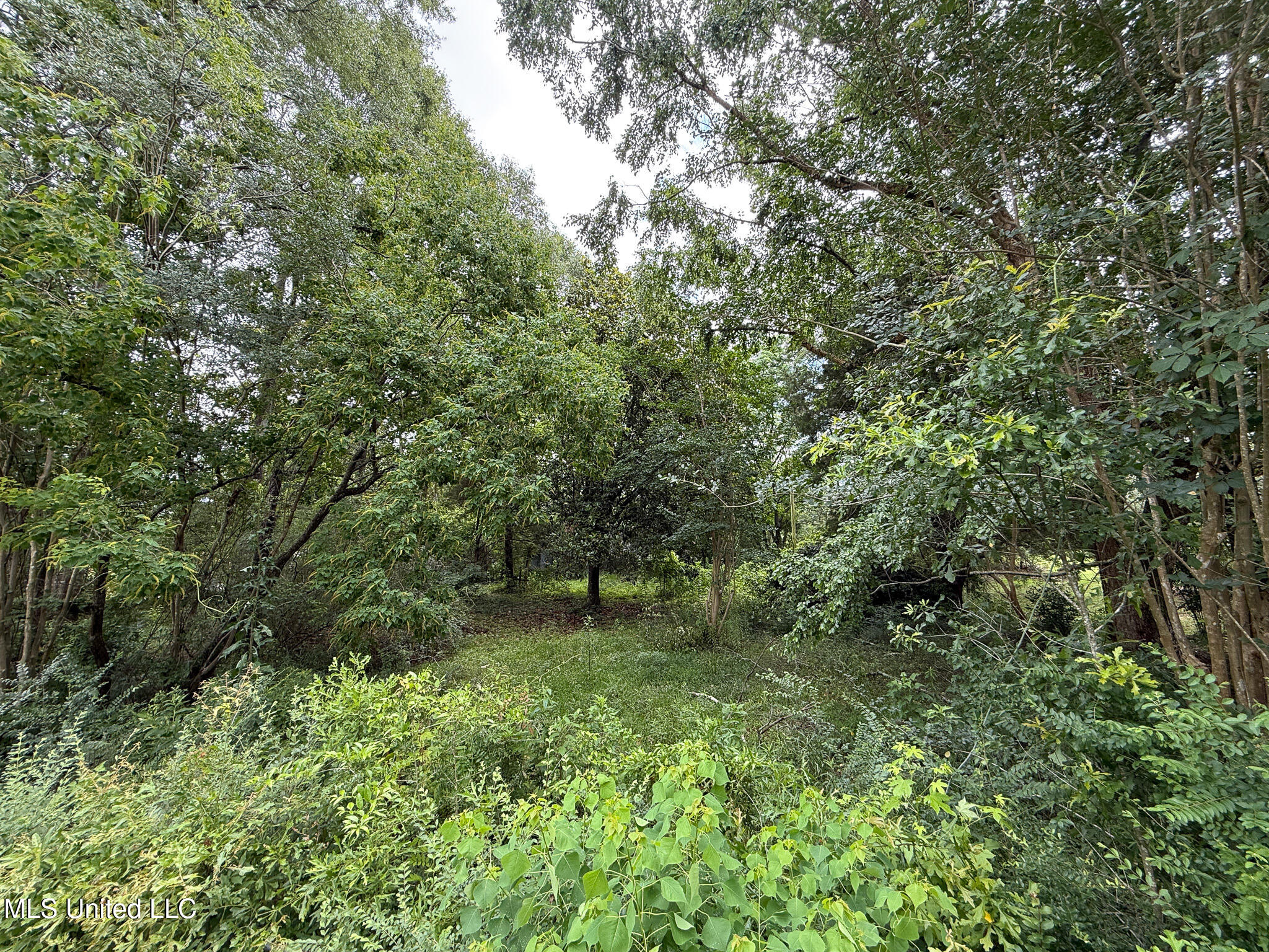 Lot On Hillcrest Lane, Purvis, Mississippi image 3