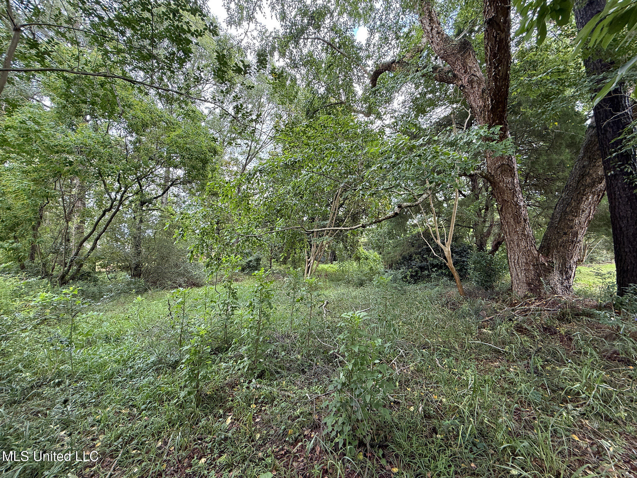 Lot On Hillcrest Lane, Purvis, Mississippi image 10