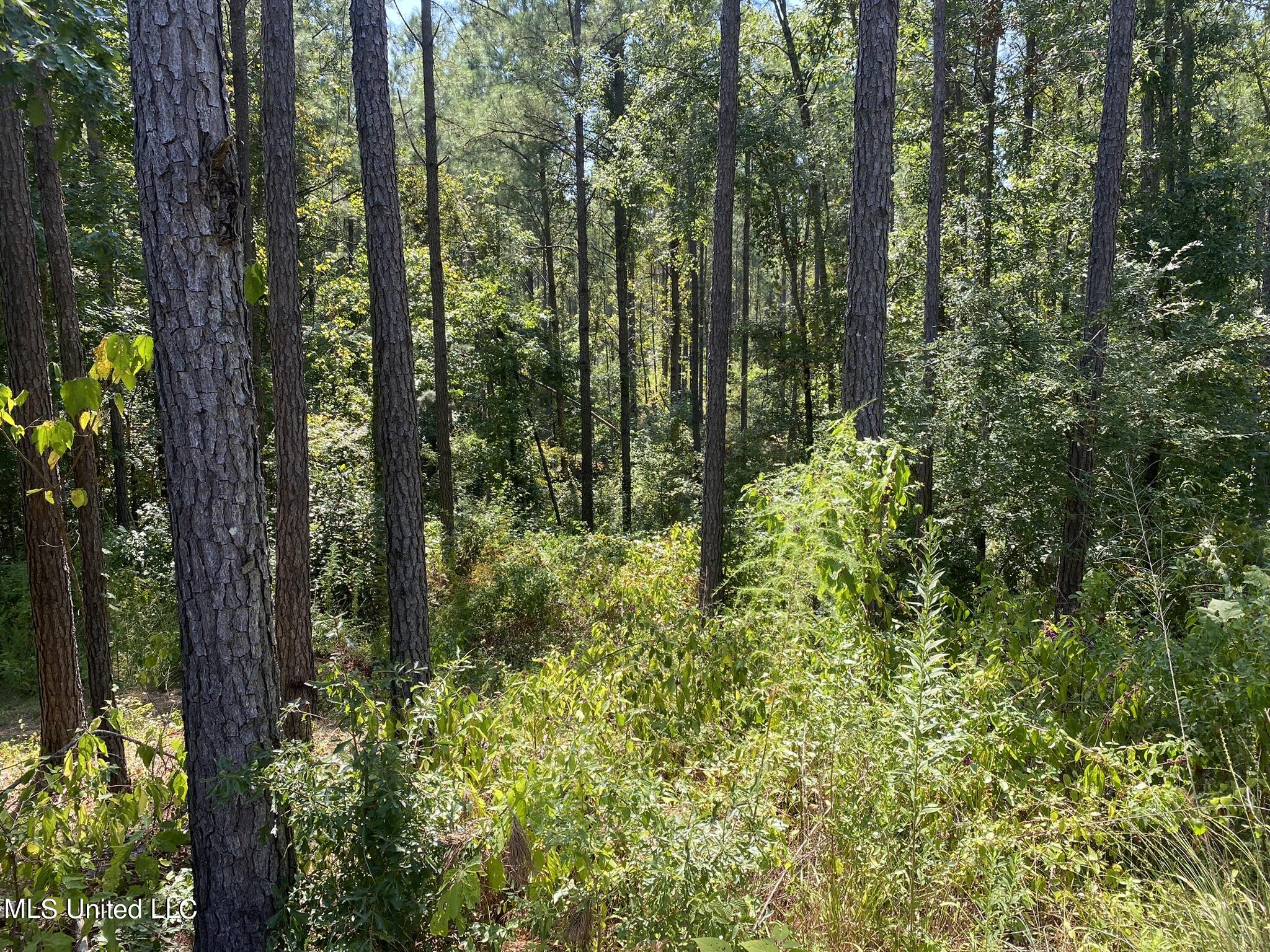 00 Pelahatchie Road, Pelahatchie, Mississippi image 11