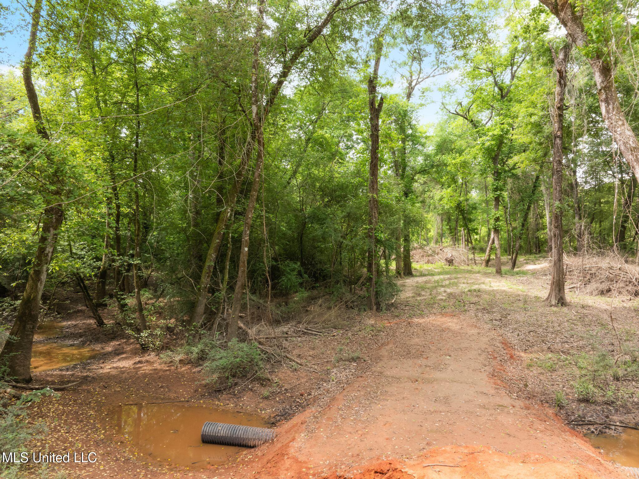 81.64 Acres William Warren Road, Collins, Mississippi image 15