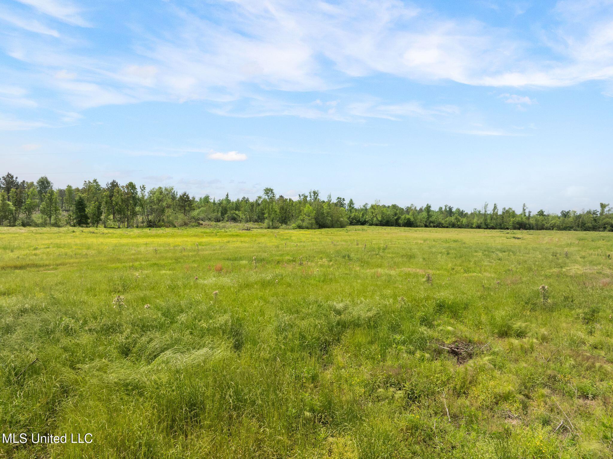 81.64 Acres William Warren Road, Collins, Mississippi image 11