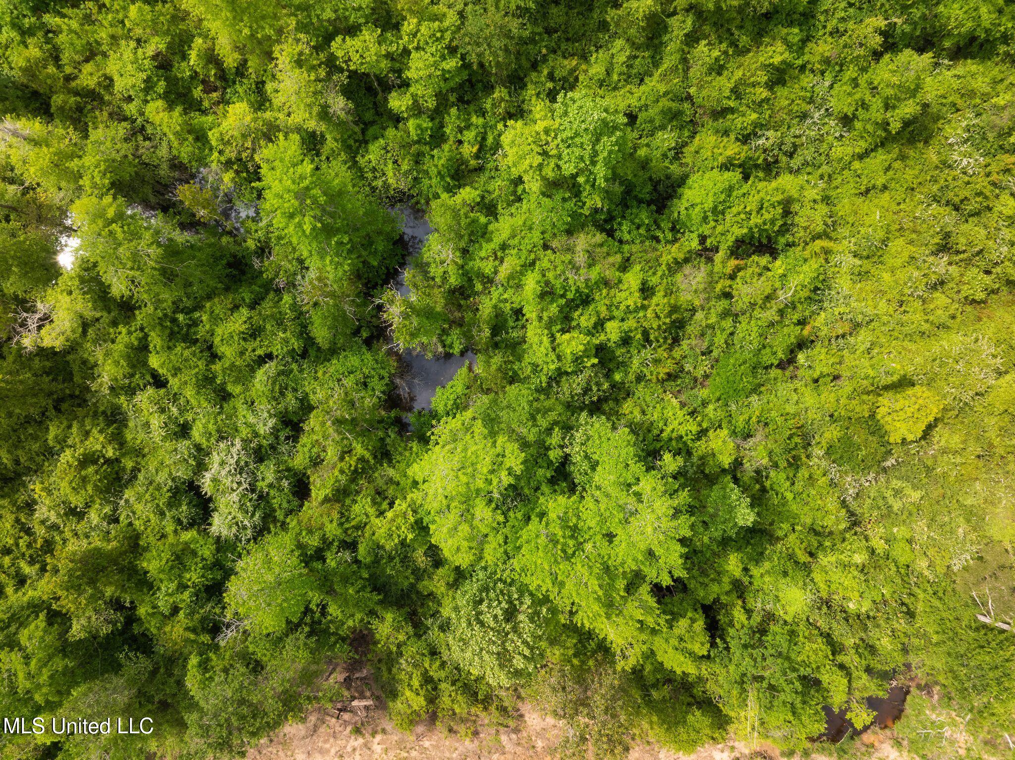 81.64 Acres William Warren Road, Collins, Mississippi image 30