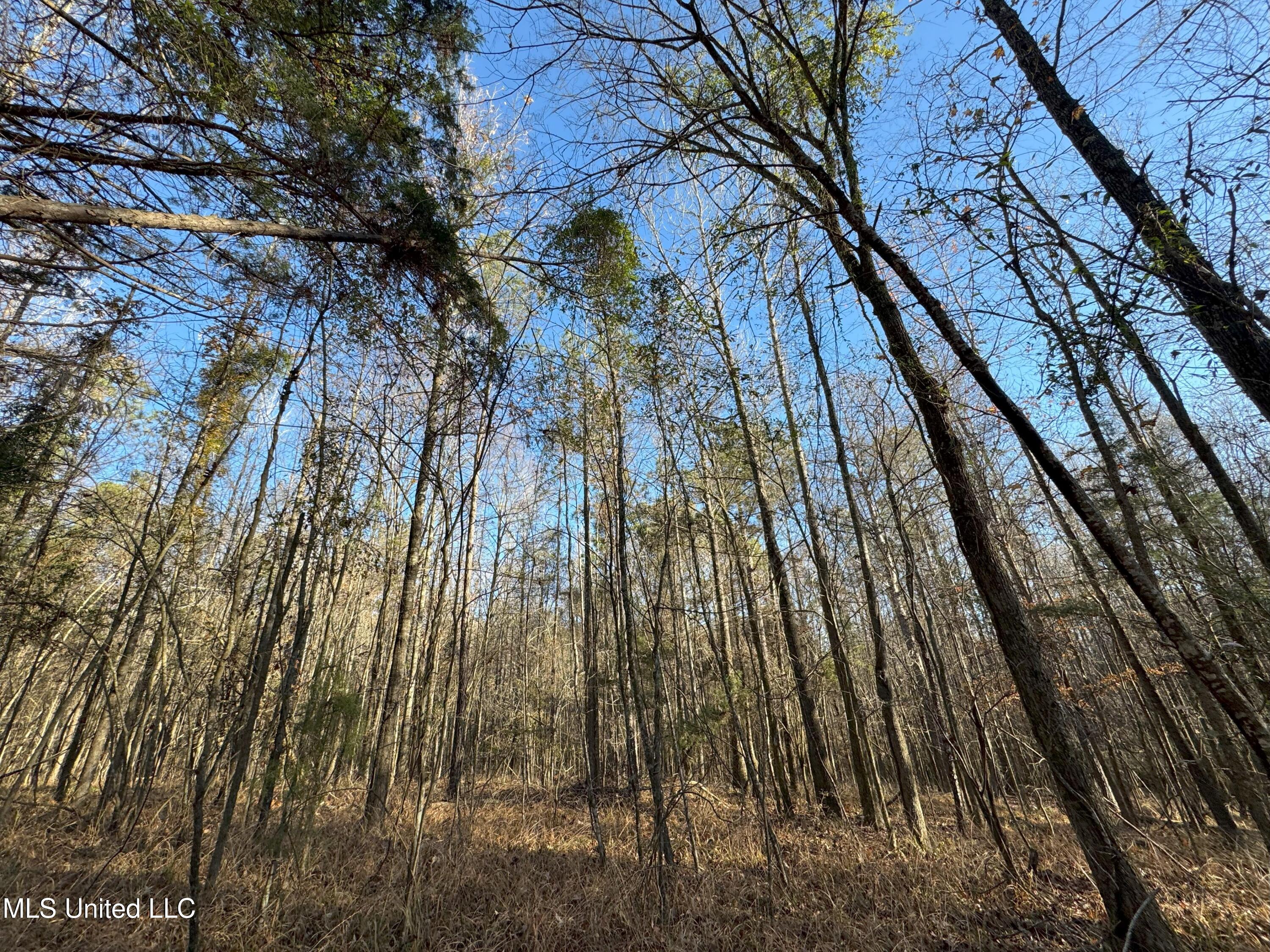 Cox Ferry Road, Flora, Mississippi image 8