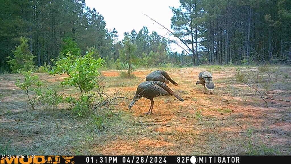 Pine Mountain Road, Holly Springs, Mississippi image 7