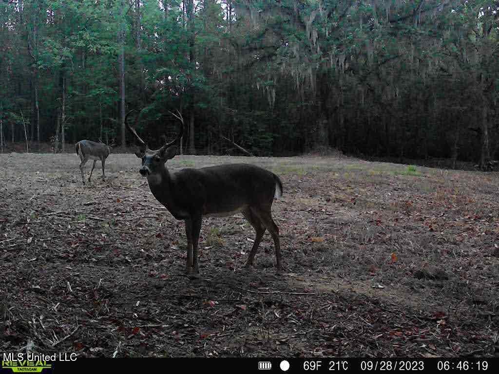 6510 Coxs Ferry Road, Bolton, Mississippi image 35